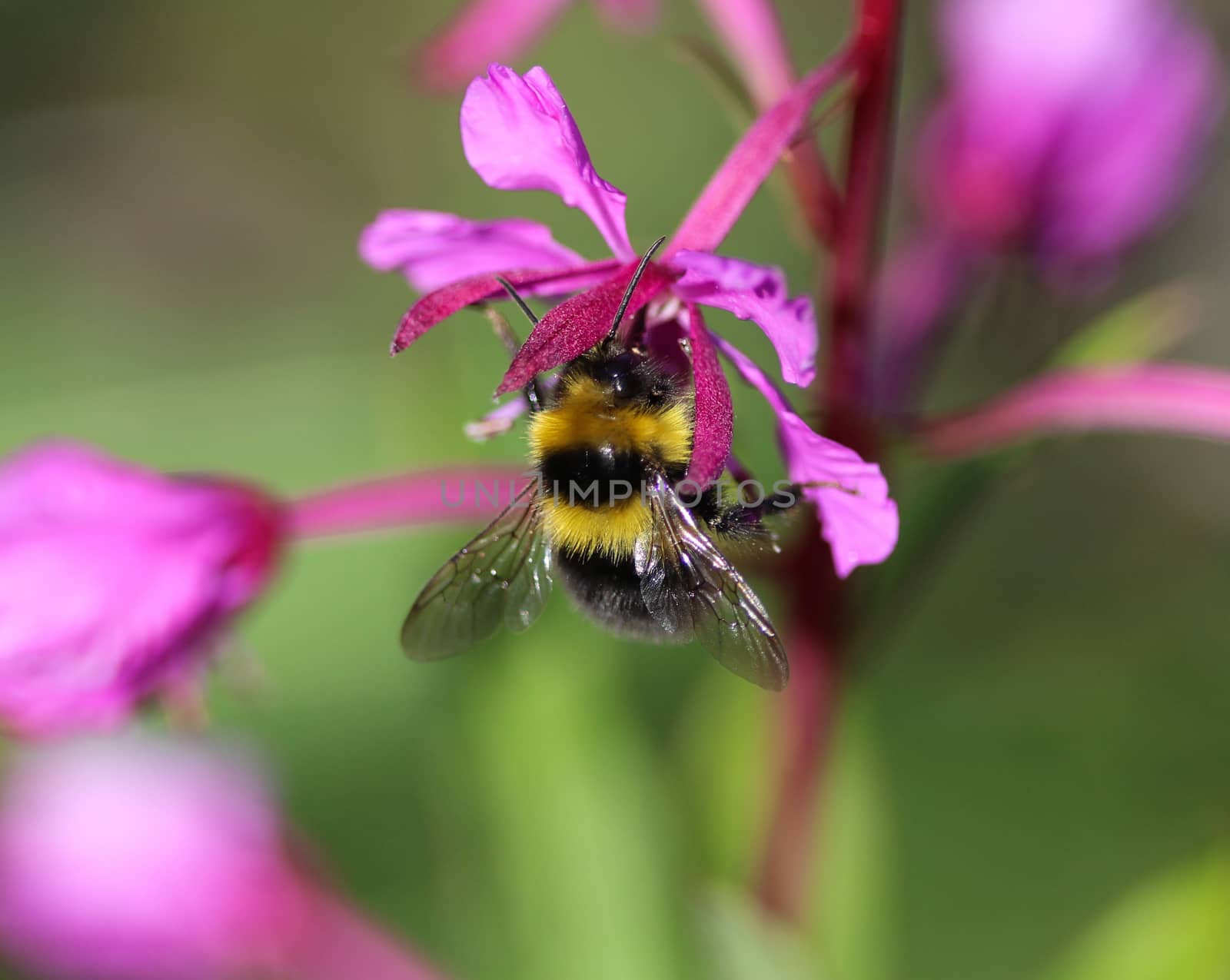 Close up of Bombus bohemicus, also known as the gypsy's cuckoo bumblebee