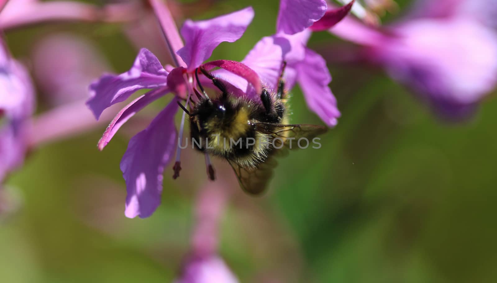 Close up of Bombus campestris, a common cuckoo bumblebee