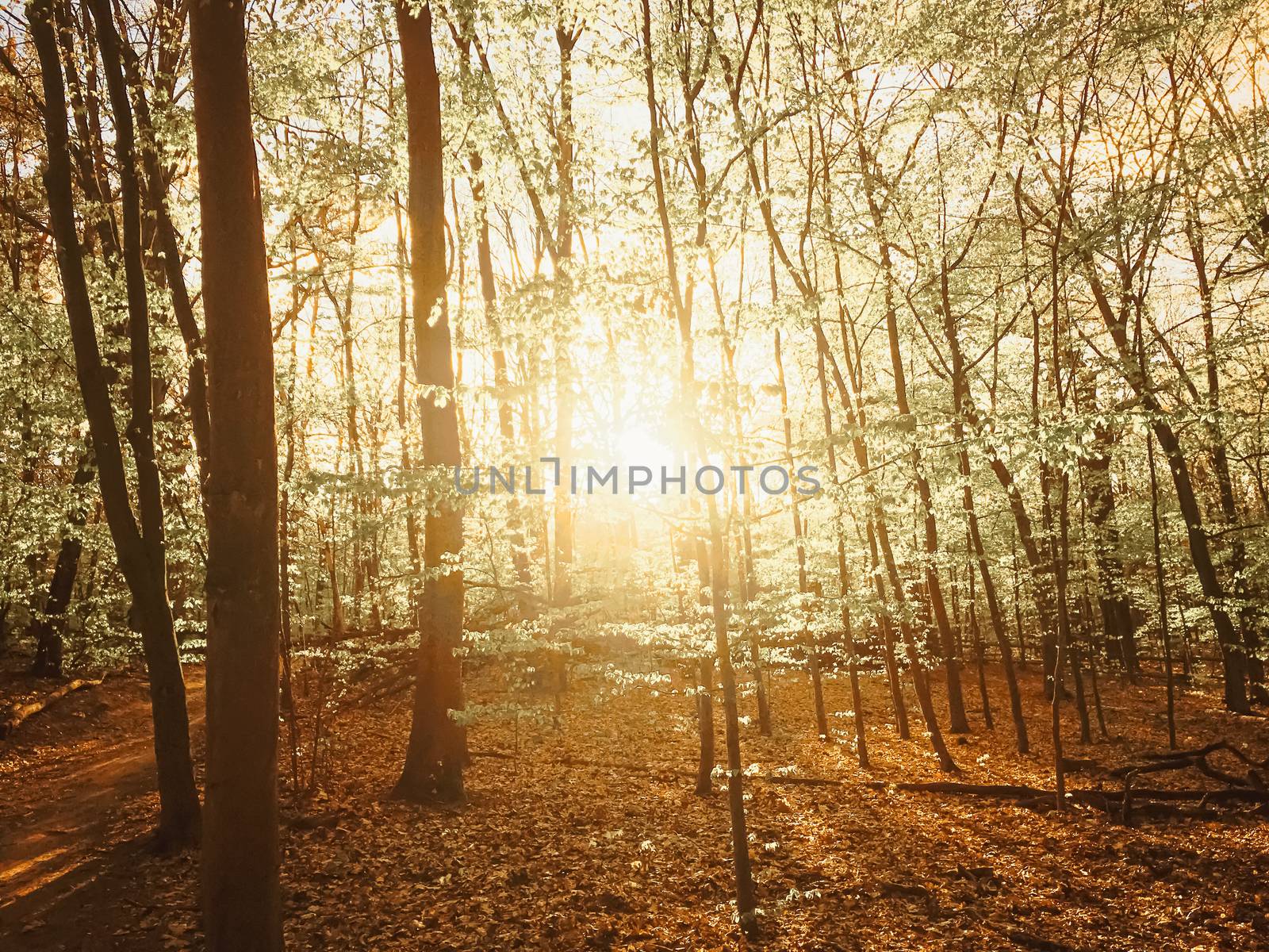 Spring forest landscape at sunset or sunrise, nature and environment