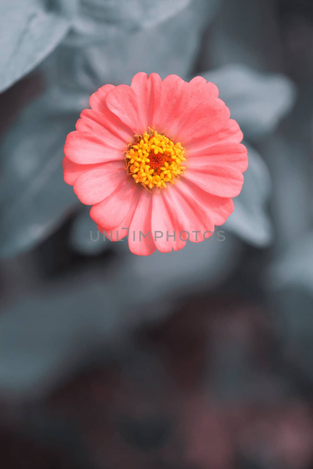 Zinnia lilliput one single flower in vibrant pink with grey bokeh leaves background. Room for text. Lut filtering effect grey background.
