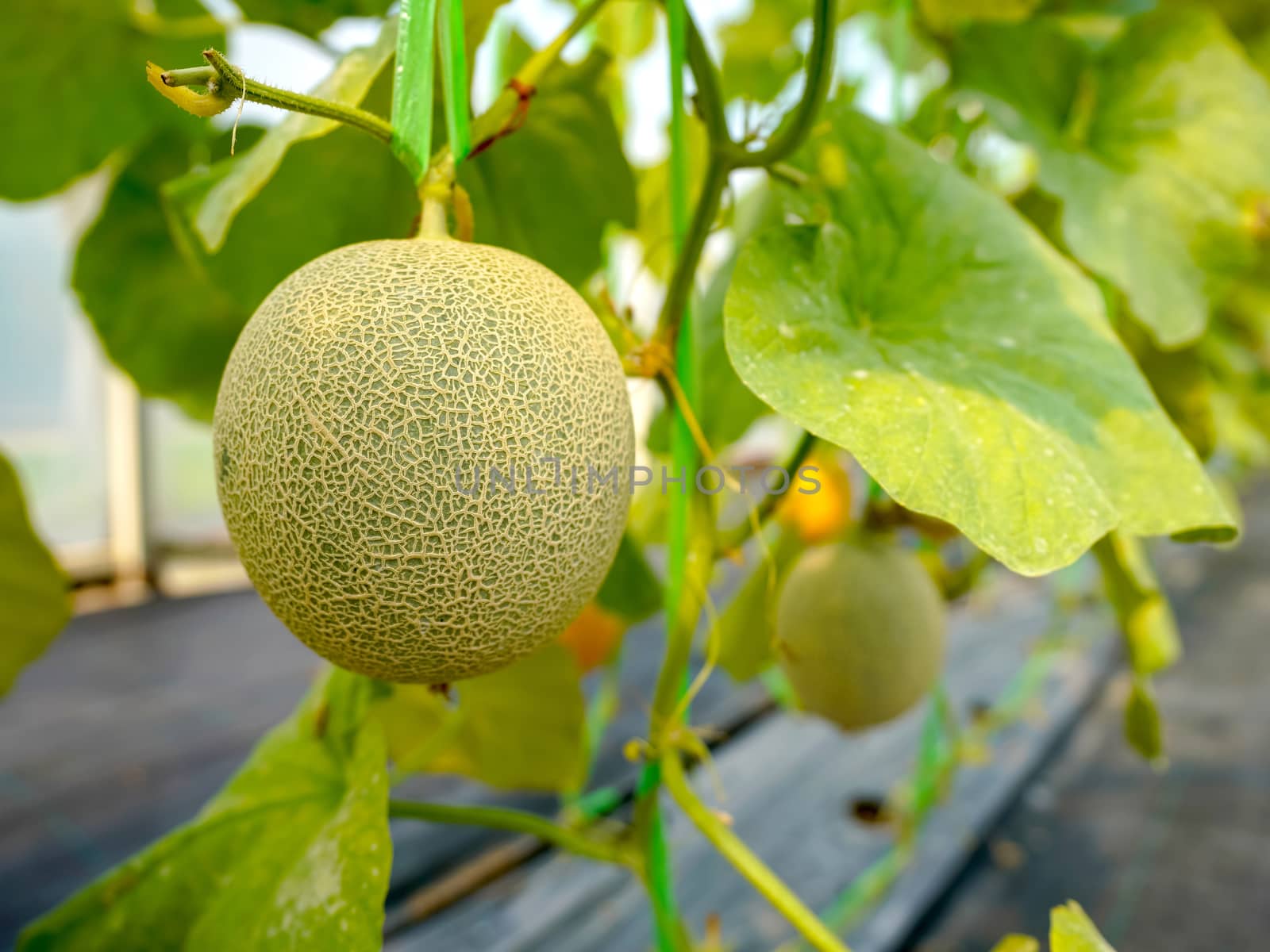 Fresh cantaloupe melon growing in organic greenhouse farm.