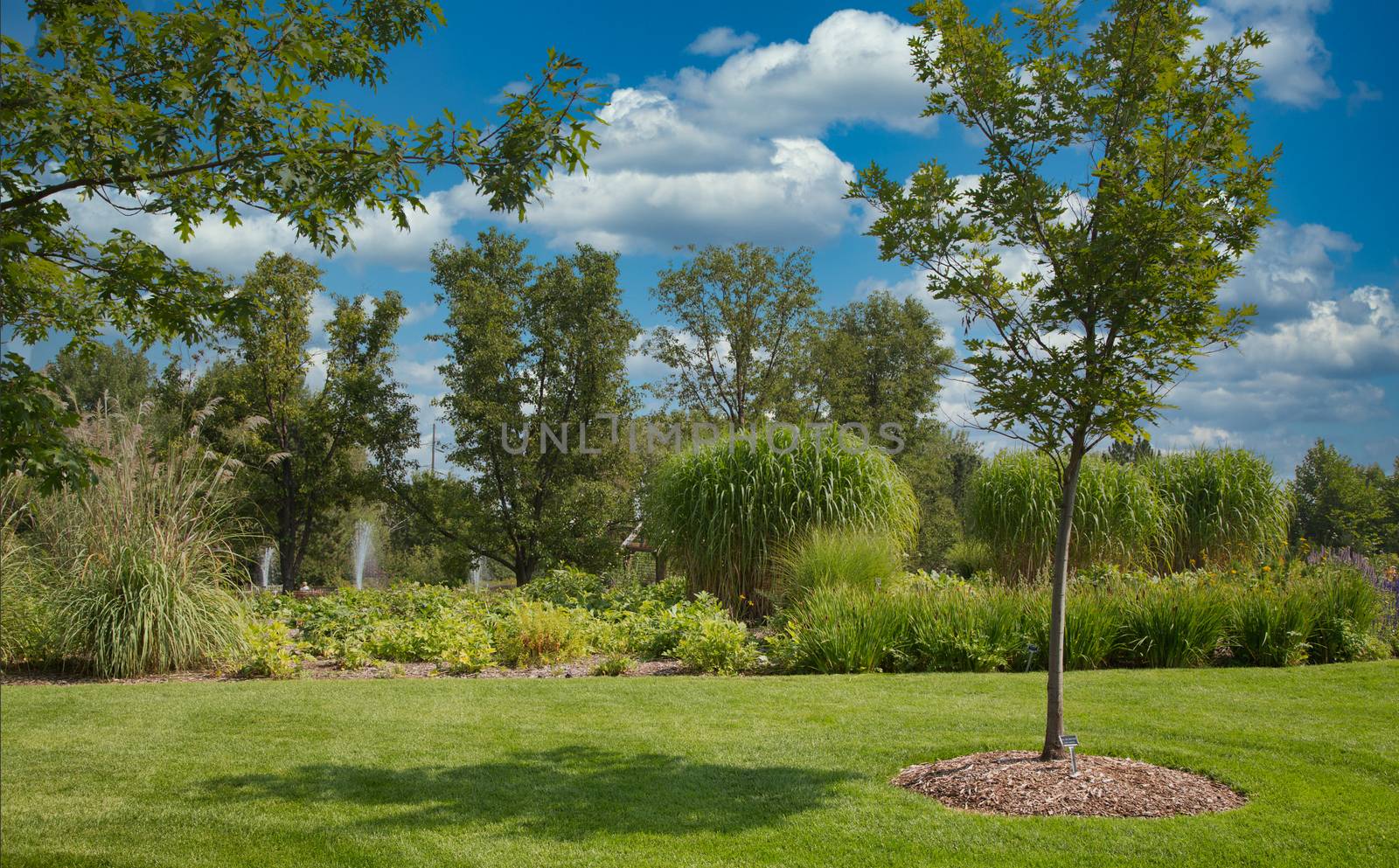 Young Tree in Formal Garden by dbvirago