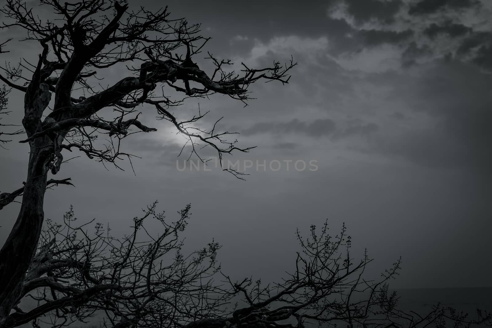 Silhouette dead tree on dark dramatic sky and white clouds background for death and peace. Halloween day background. Despair and hopeless concept. Sad of nature. Death and sad emotion background.