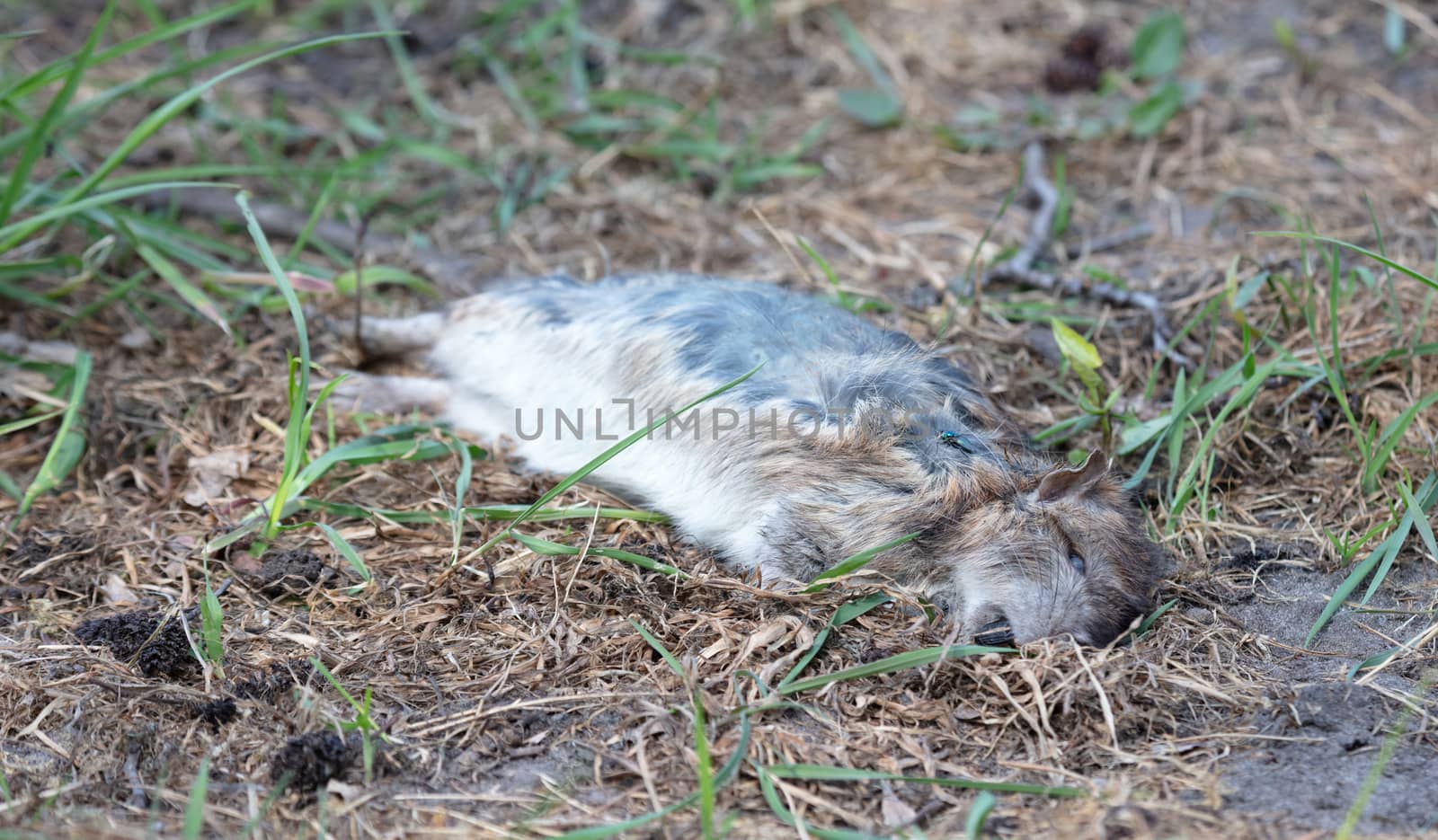 Dead muskrat lying in the grass by michaklootwijk