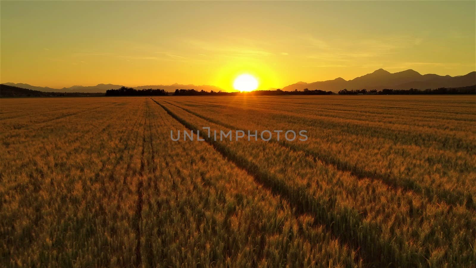 AERIAL CLOSE UP. Golden wheat field on vast agricultural farmland at sunrise by bhavik_jagani