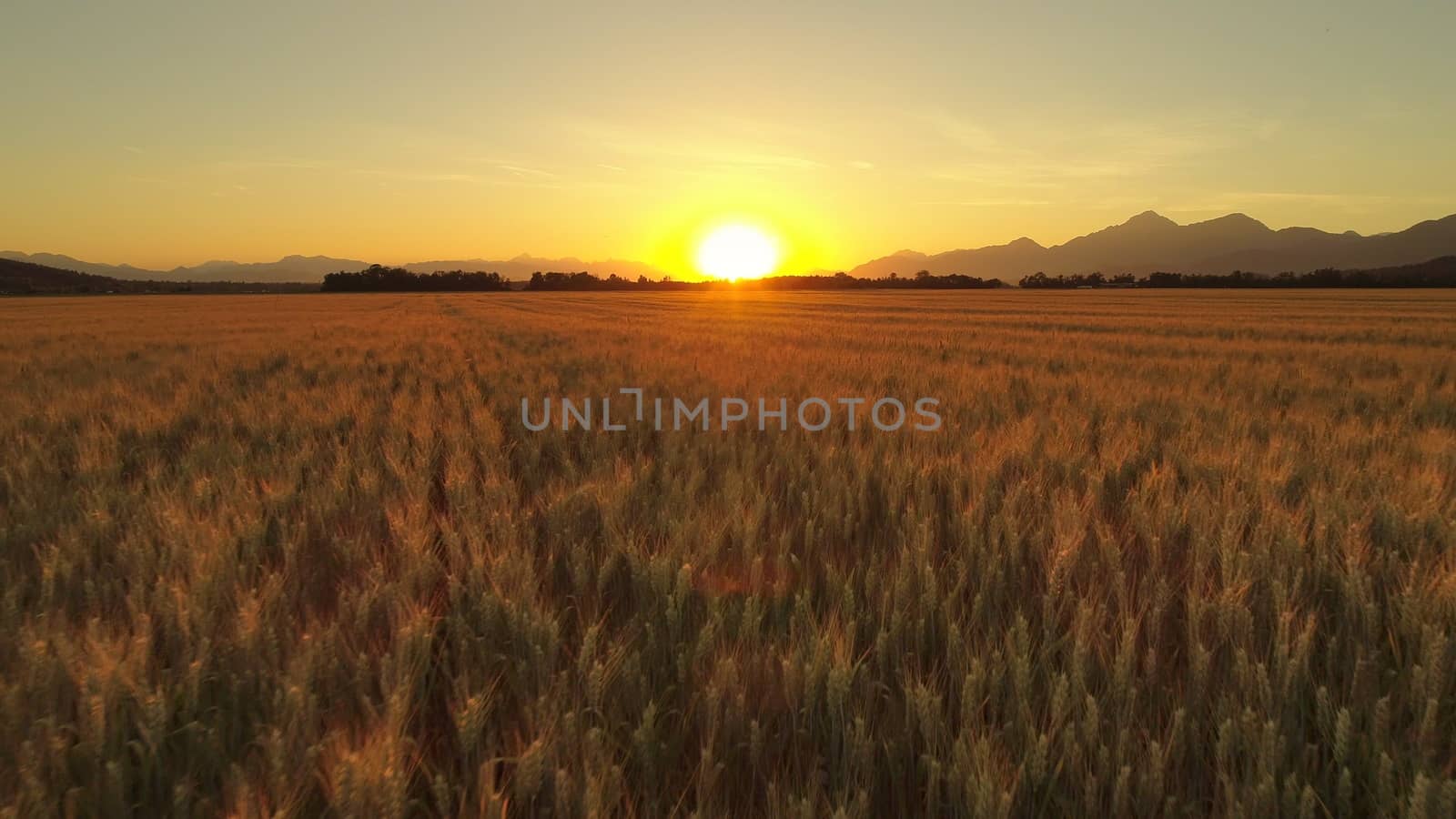 AERIAL CLOSE UP. Golden wheat field on vast agricultural farmland at sunrise