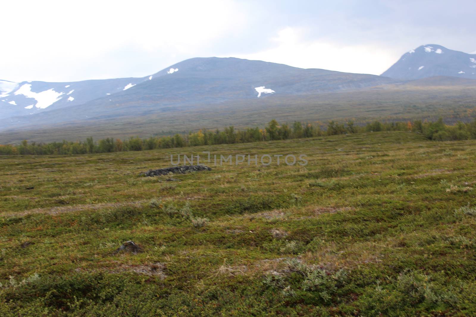 Overview of mountain grassland arctic tundra in abisko national park, northern Sweden