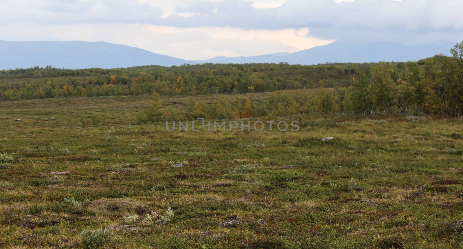 Overview of mountain grassland arctic tundra in abisko national park, northern Sweden