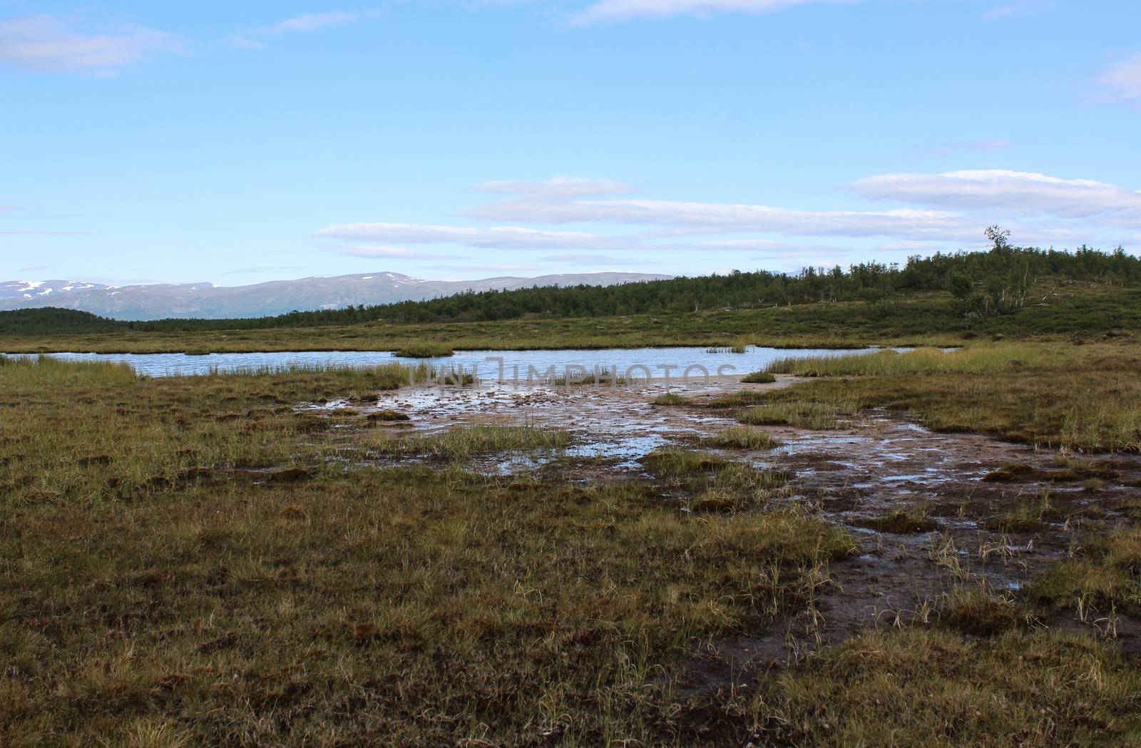 Mountain wetland in arctic tundra in abisko national park, northern Sweden by michaelmeijer