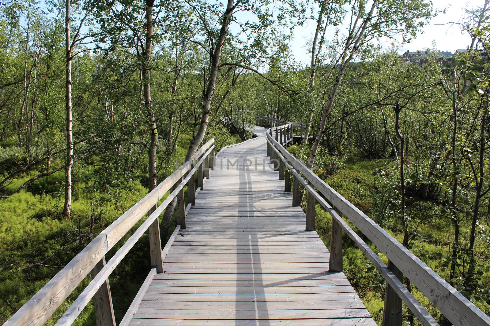 Overview of Hikers trail through forest in abisko national park, northern sweden