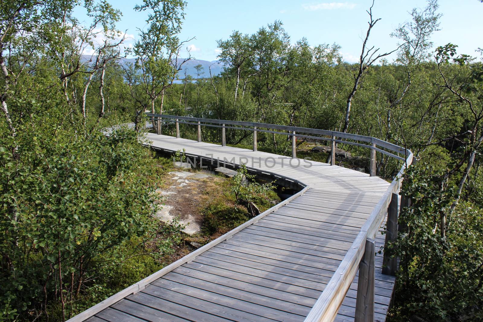 Overview of Hikers trail through forest in abisko national park, northern sweden