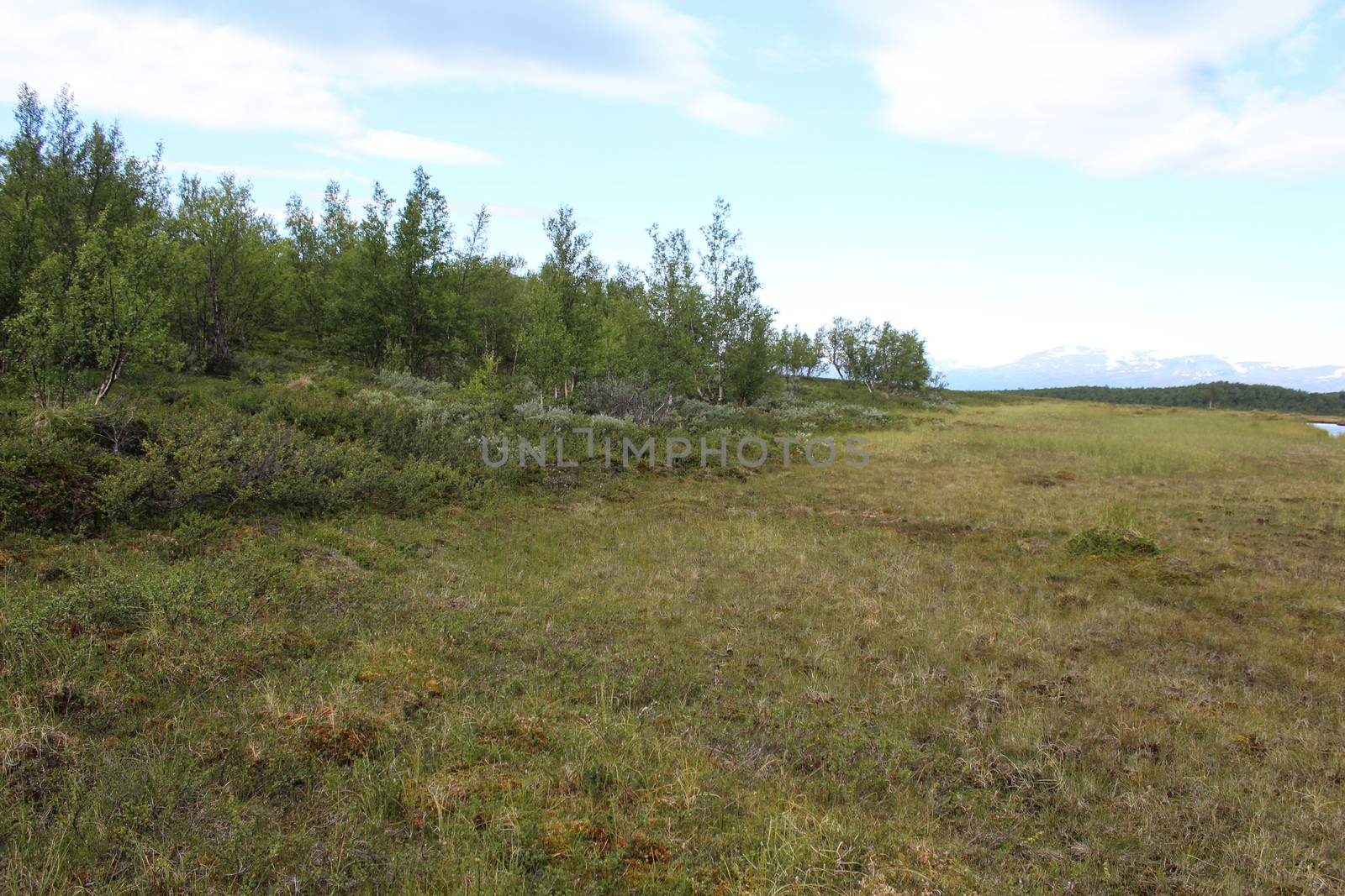 Overview of mountain wetland in arctic tundra in abisko national park, northern Sweden