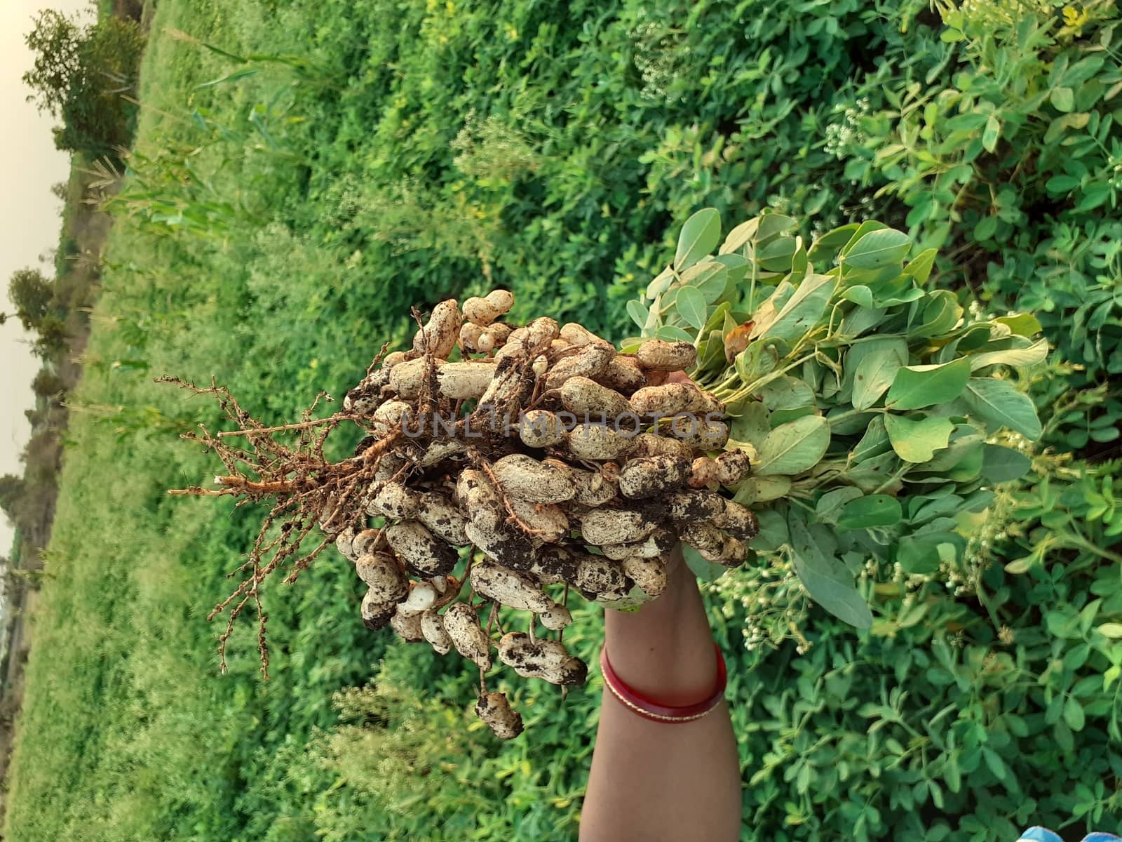 Groundnut plant image at farm in India by sagarnathe