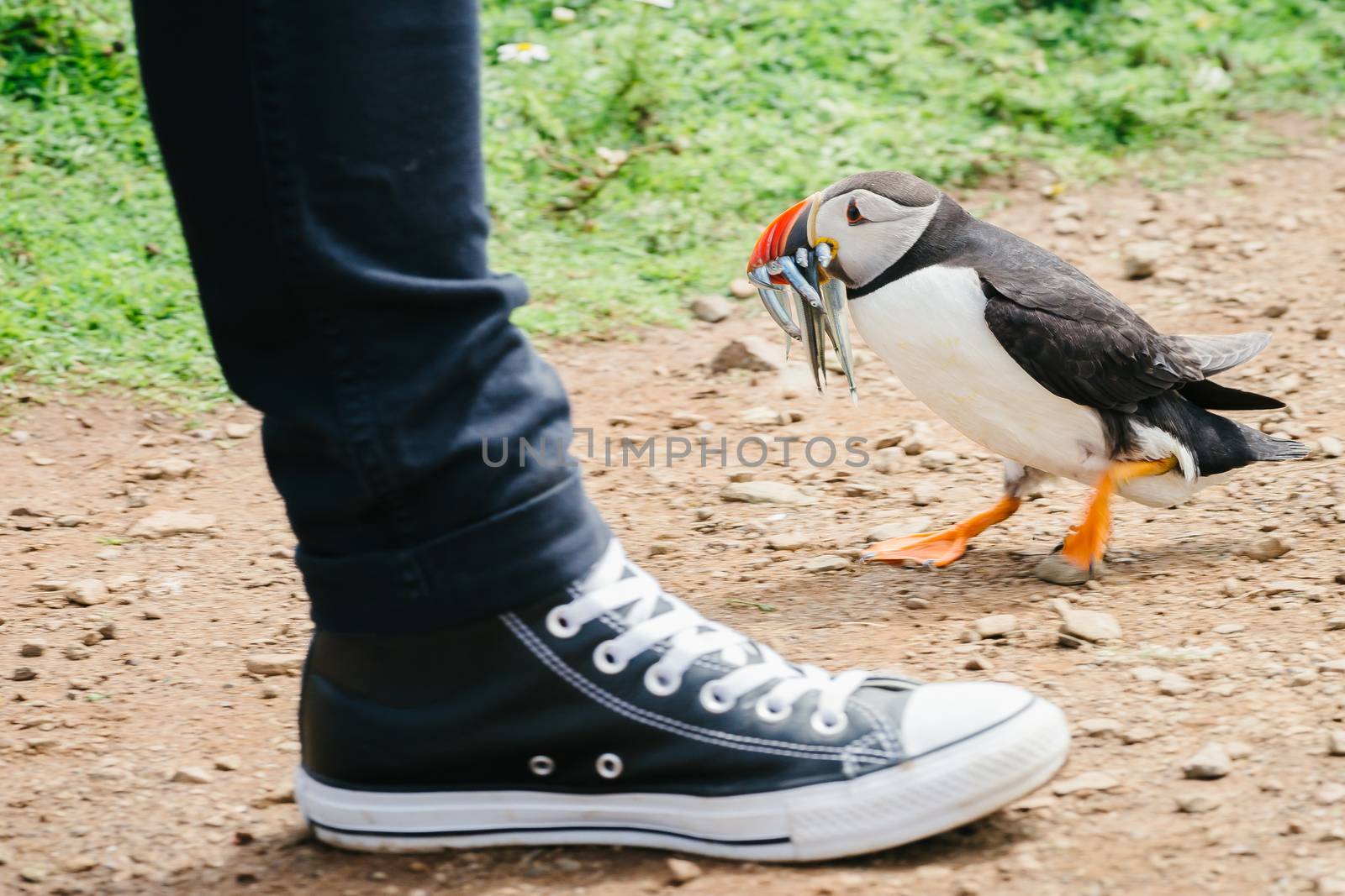 Atlantic Puffin with fish in his beak standing next to a tourist on Skomer Island - Pembrokeshire, West Wales UK.
