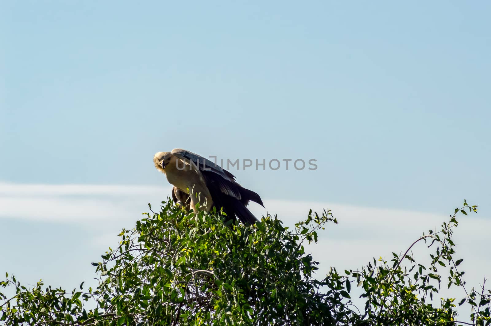 Juvenile Crowned Eagle perched on a tree  by Philou1000