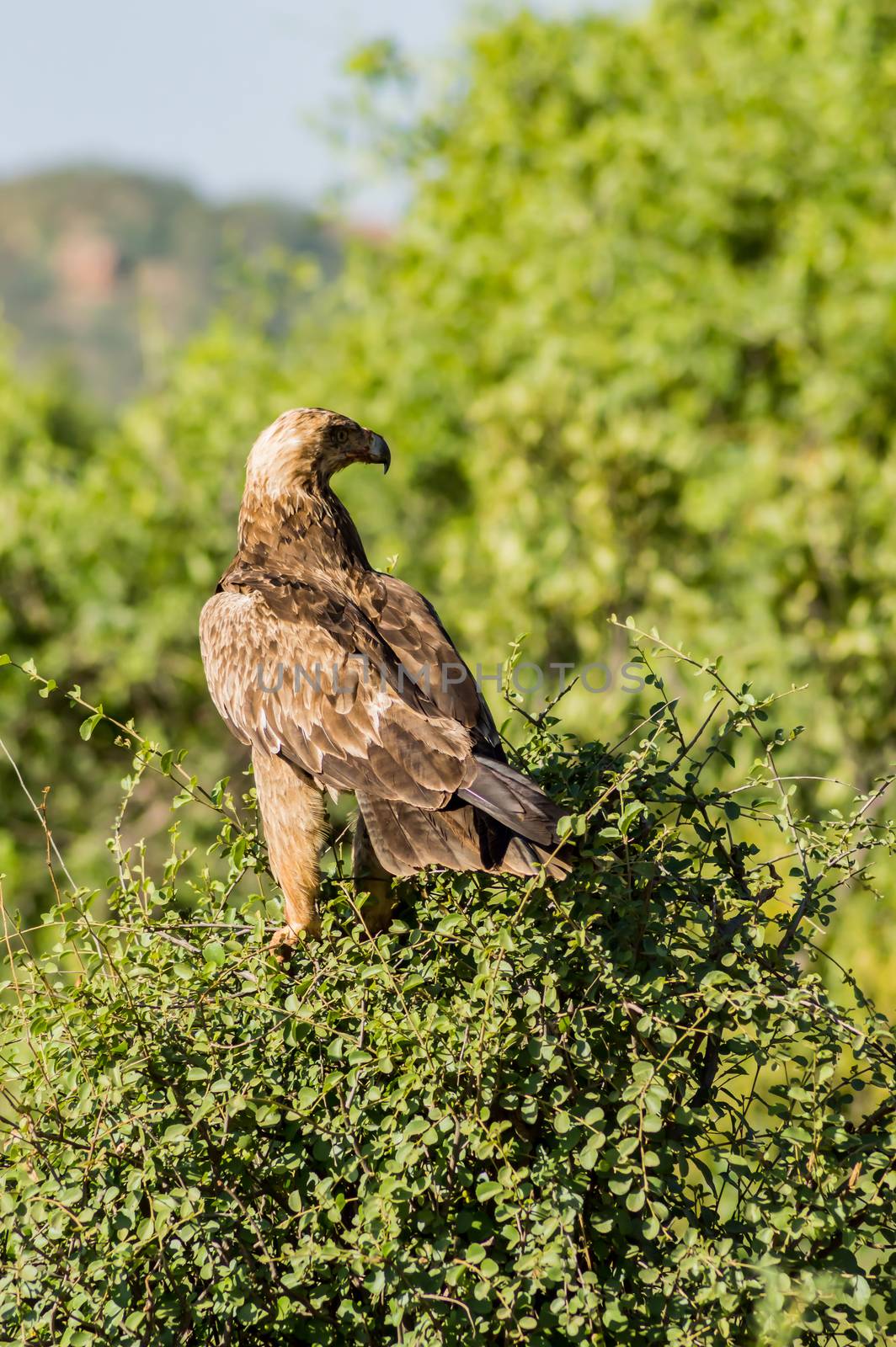 Raven eagle on a tree in samburu park  by Philou1000