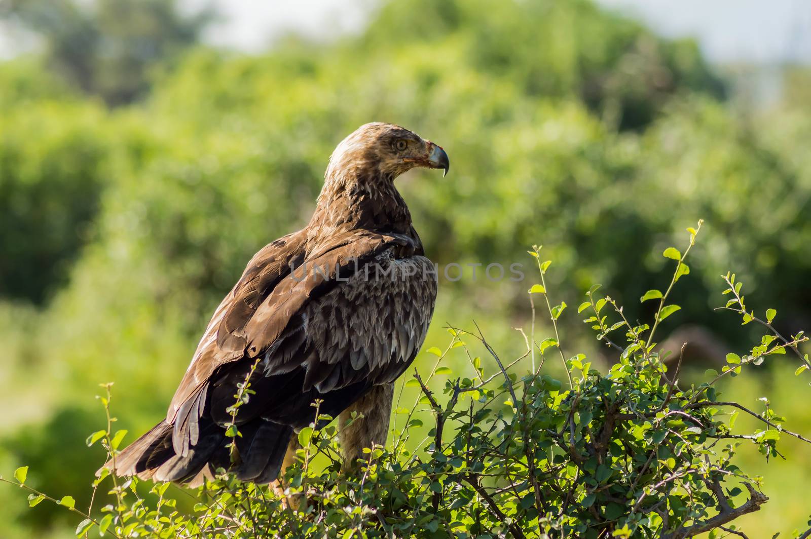 Raven eagle on a tree in samburu park  by Philou1000