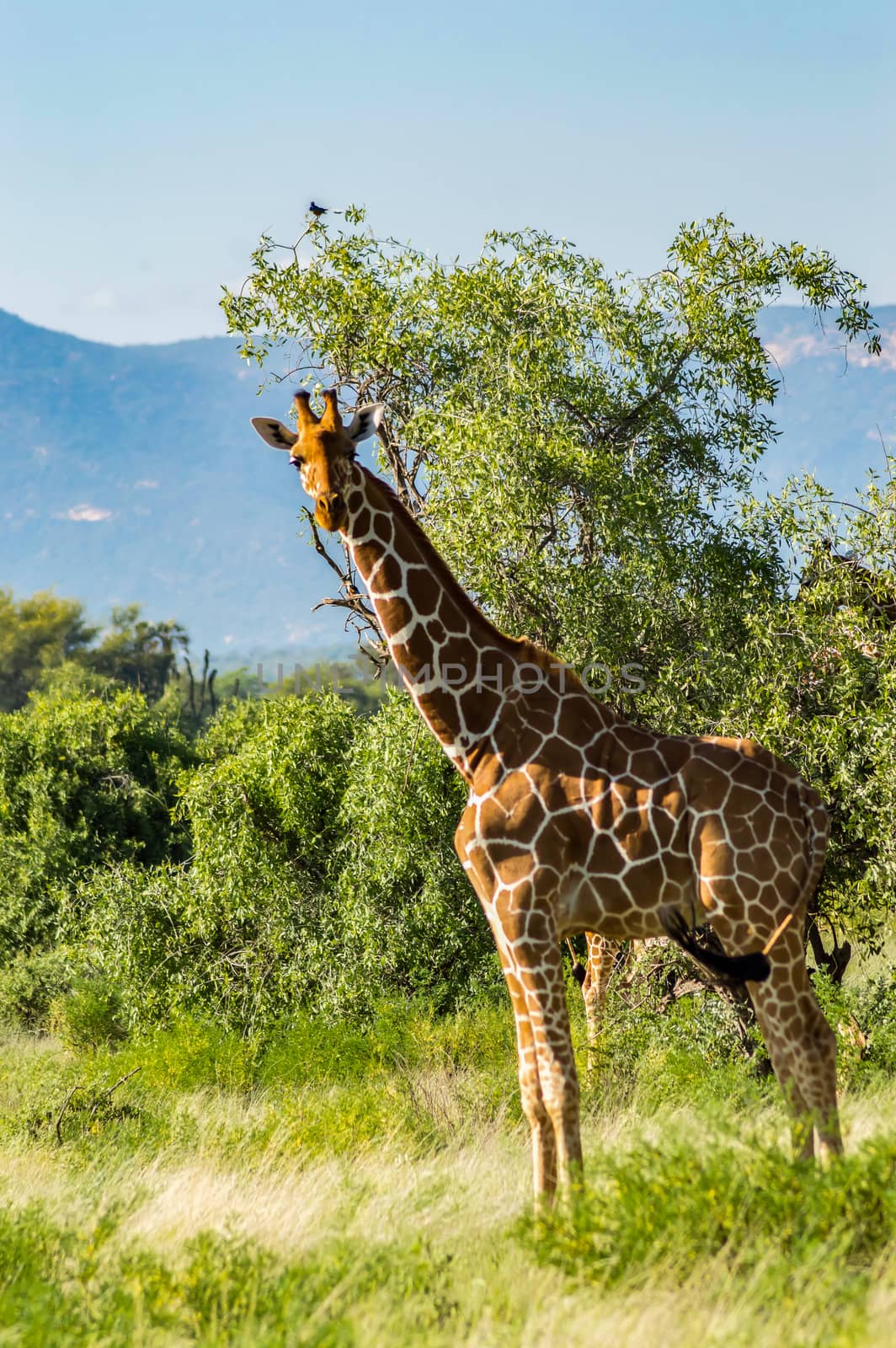 Giraffe crossing the trail in Samburu Park in central Kenya