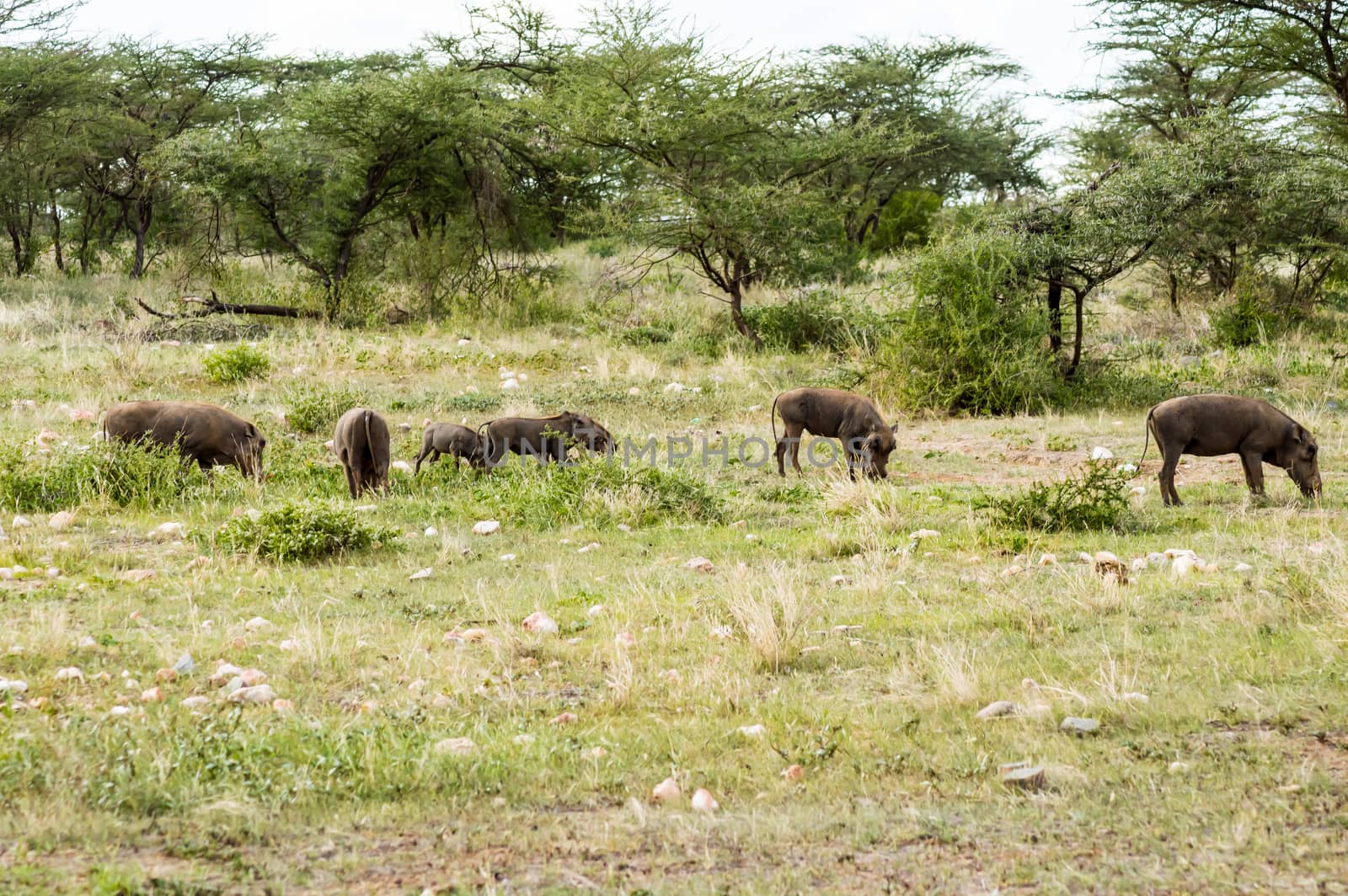 Group of warthogs graze in the savannah of Samburu Park in central Kenya in Africa