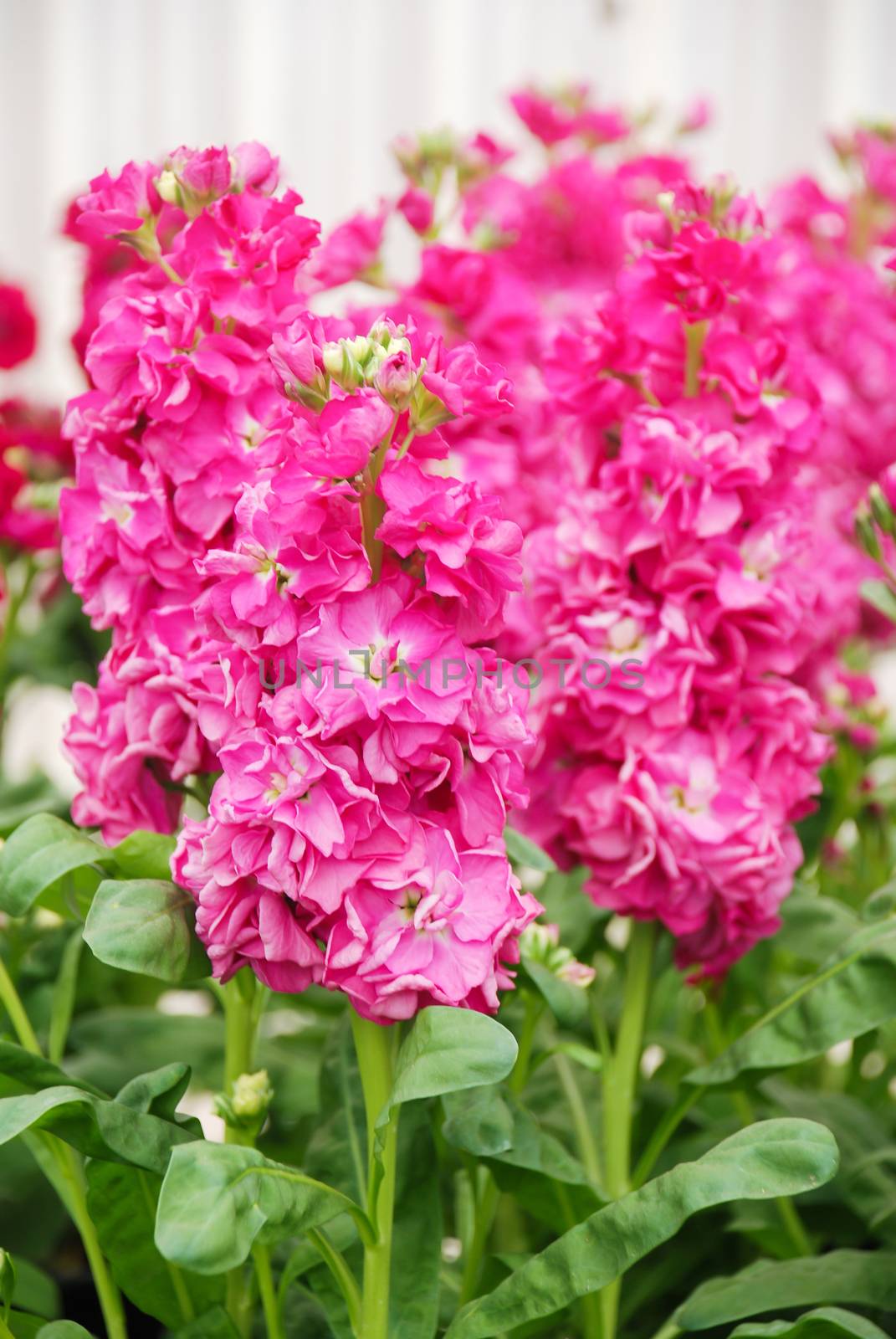 Matthiola incana flower, stock flowers, cut flowers in nursery, full bloom. Pink Rose matthiola