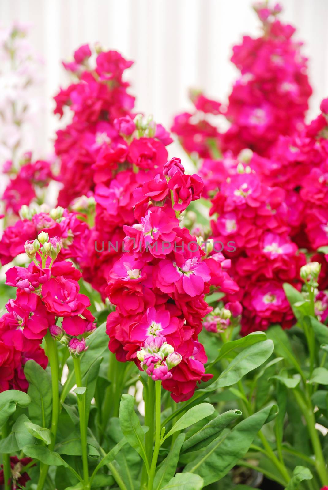 Matthiola incana flower, stock flowers, cut flowers in nursery,  by yuiyuize