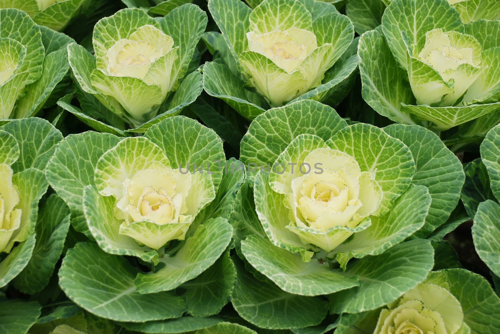 Ornamental cabbage in botanical garden, flowers and plants, environment, cut flowers.