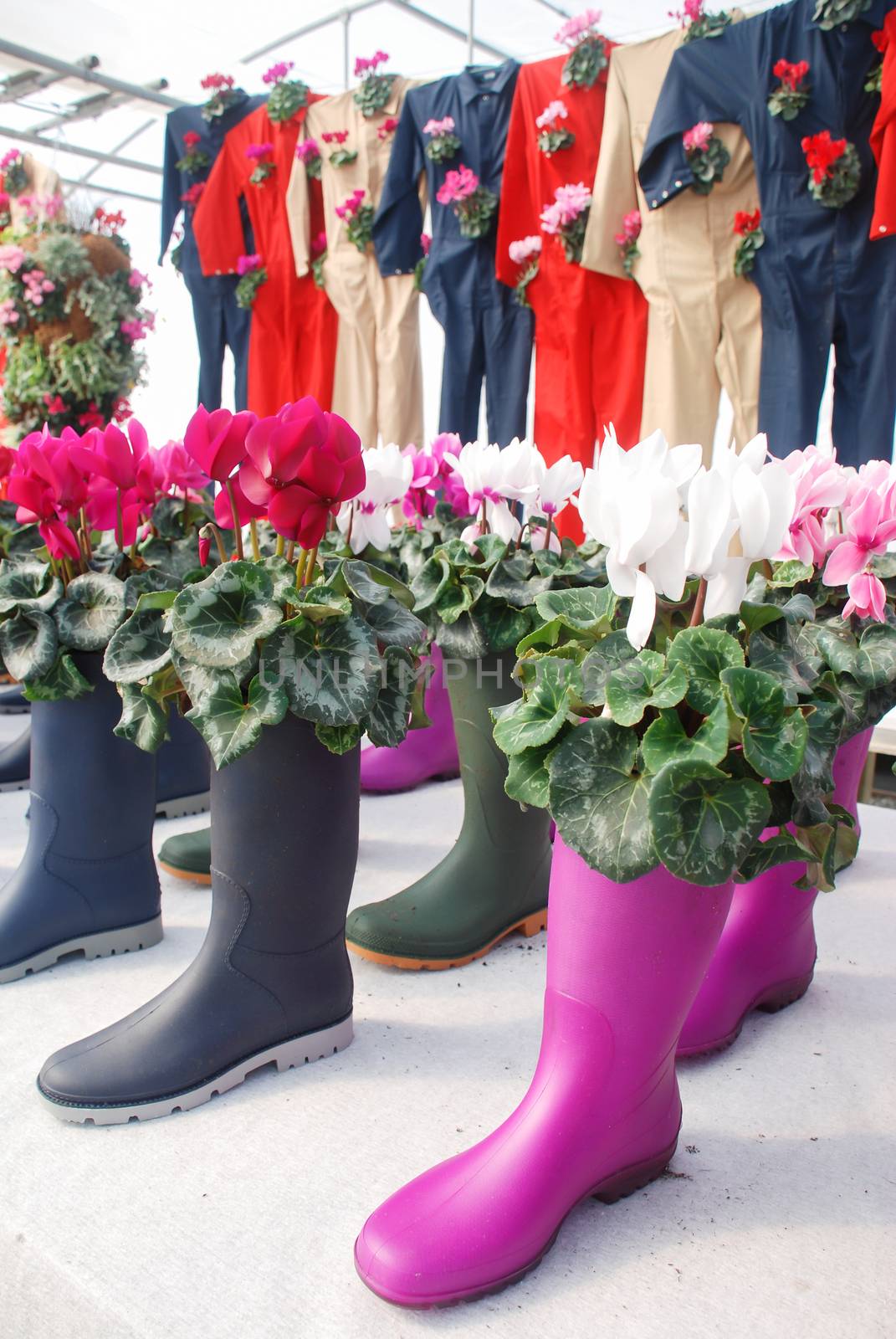 Cyclamen with boot pot in nursery. Flower greenhouse. Primulaceae Family. Cyclamen persicum.