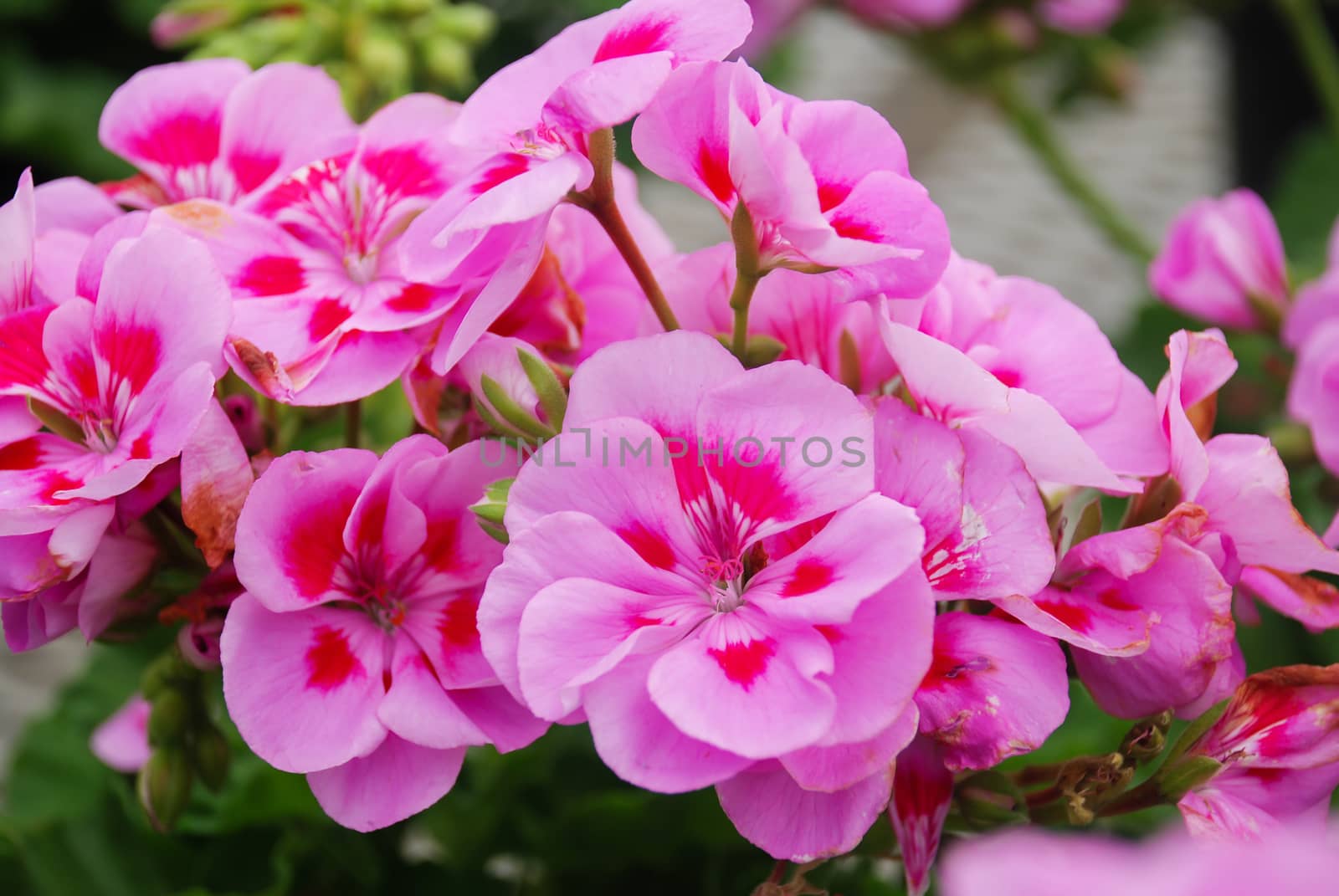 Pelargonium - Geranium Flowers showing their lovely petal Detail by yuiyuize