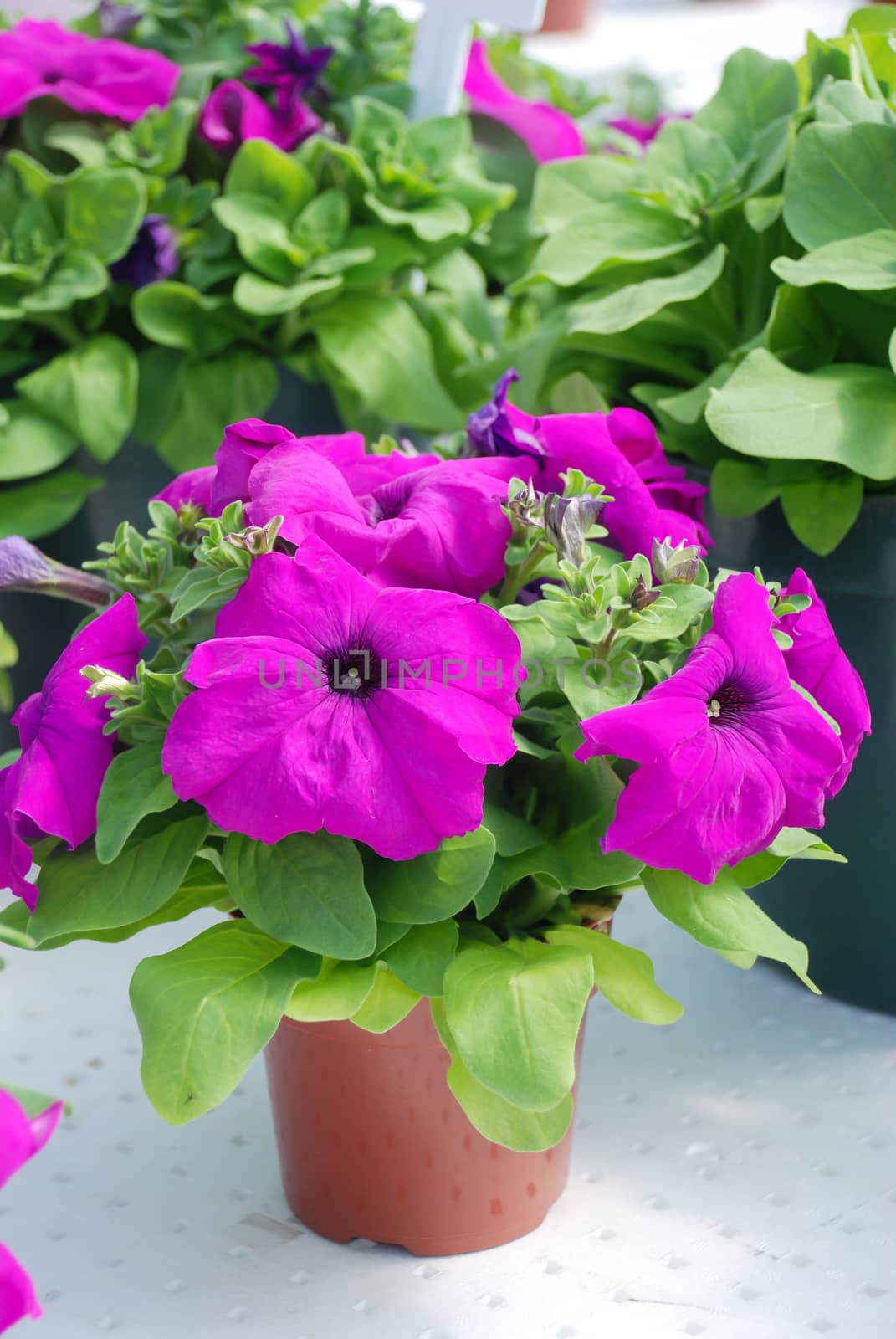 Petunia ,Petunias in the tray,Petunia in the pot, Purple petunia by yuiyuize