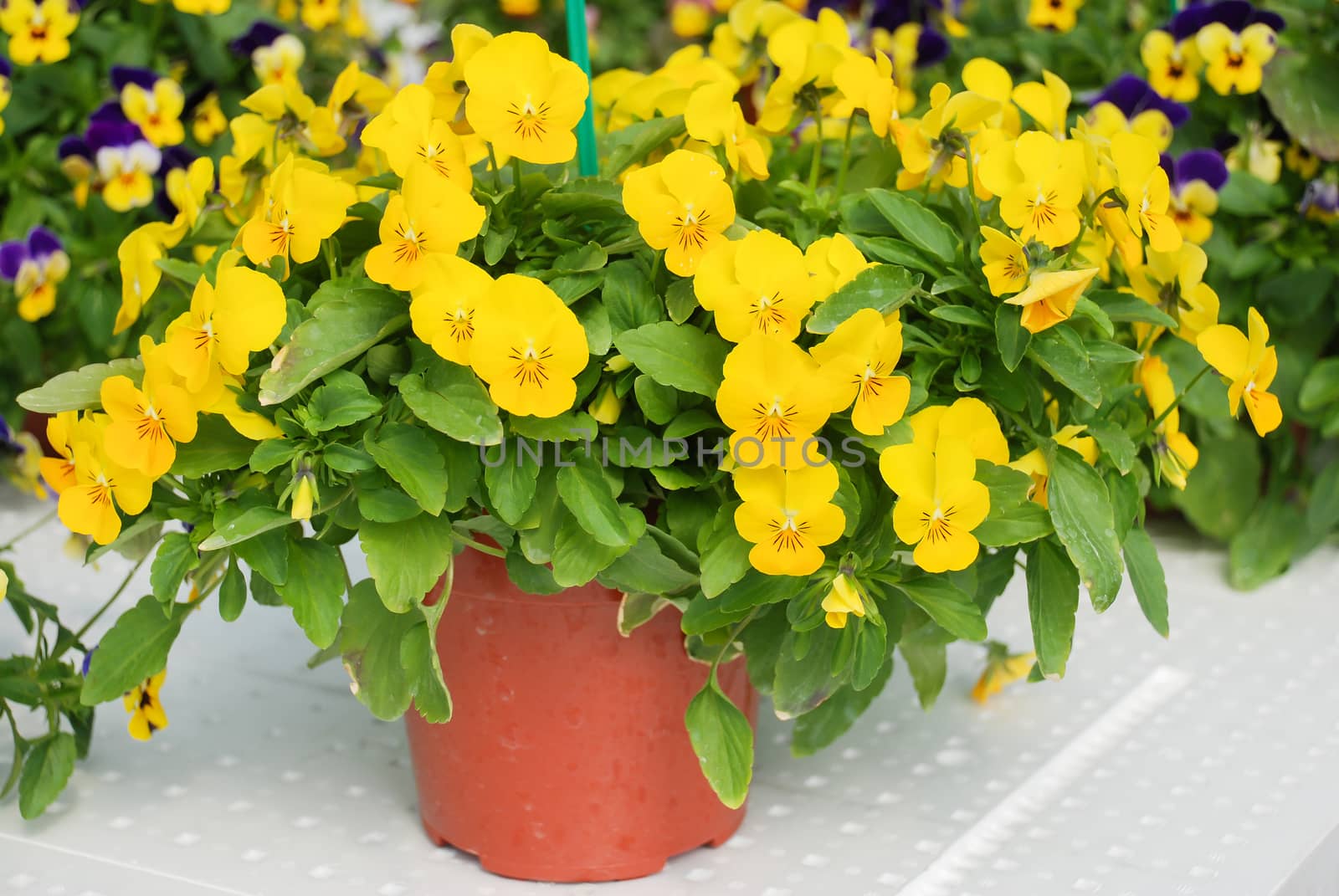 Yellow Pansies closeup of colorful pansy flower, pot plant. by yuiyuize
