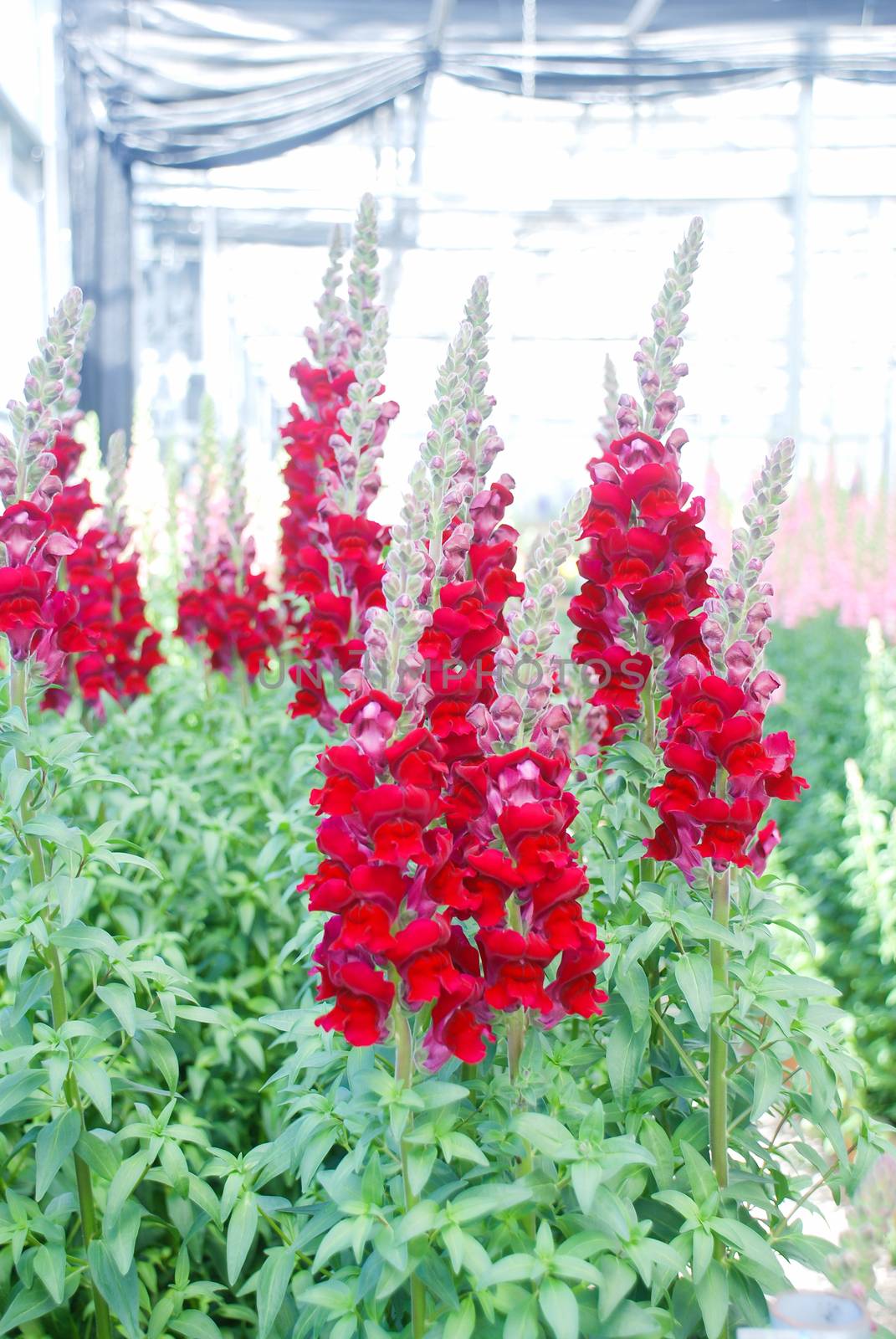 colorful Snap dragon (Antirrhinum majus) blooming in garden back by yuiyuize