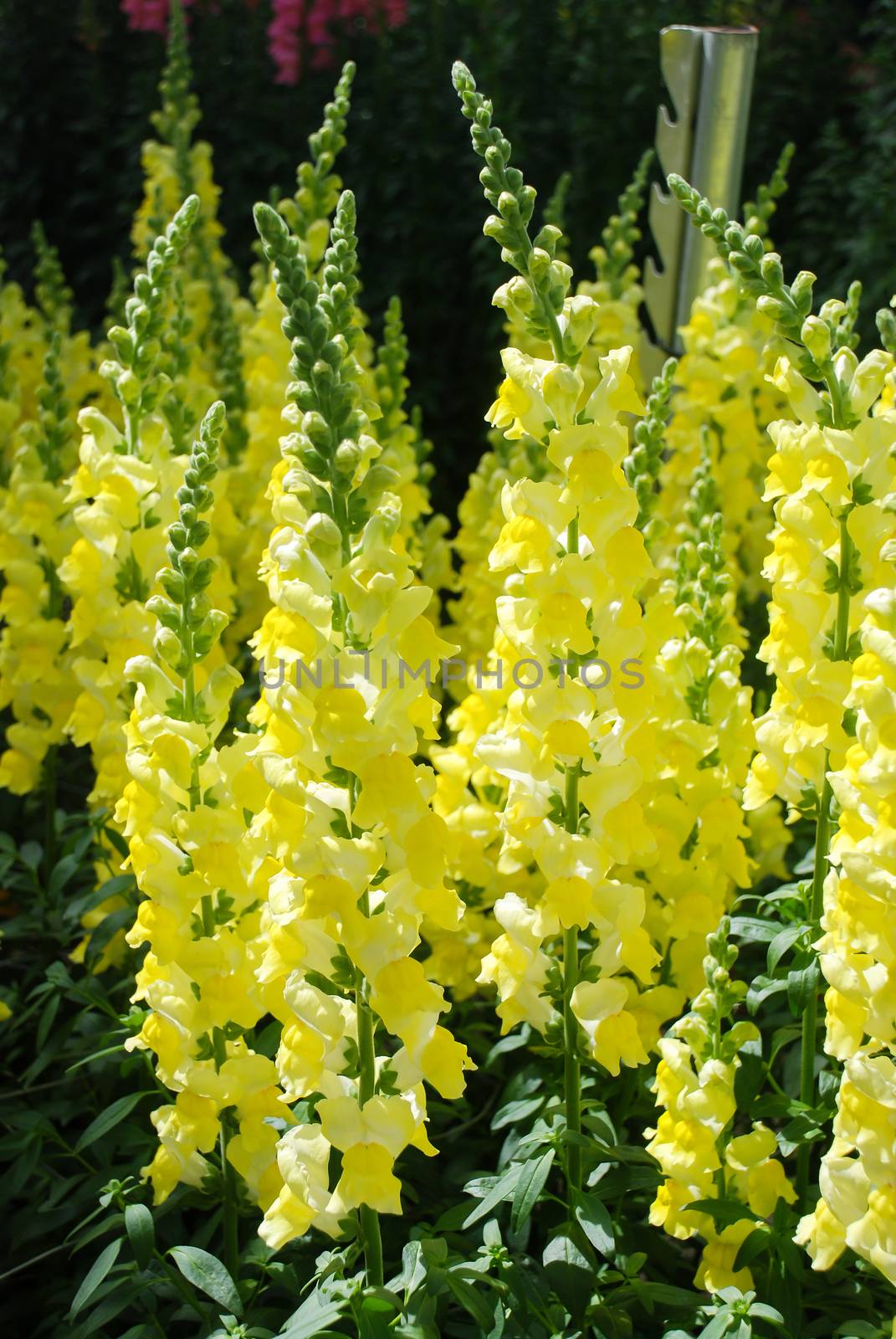 colorful Snap dragon (Antirrhinum majus) blooming in garden back by yuiyuize