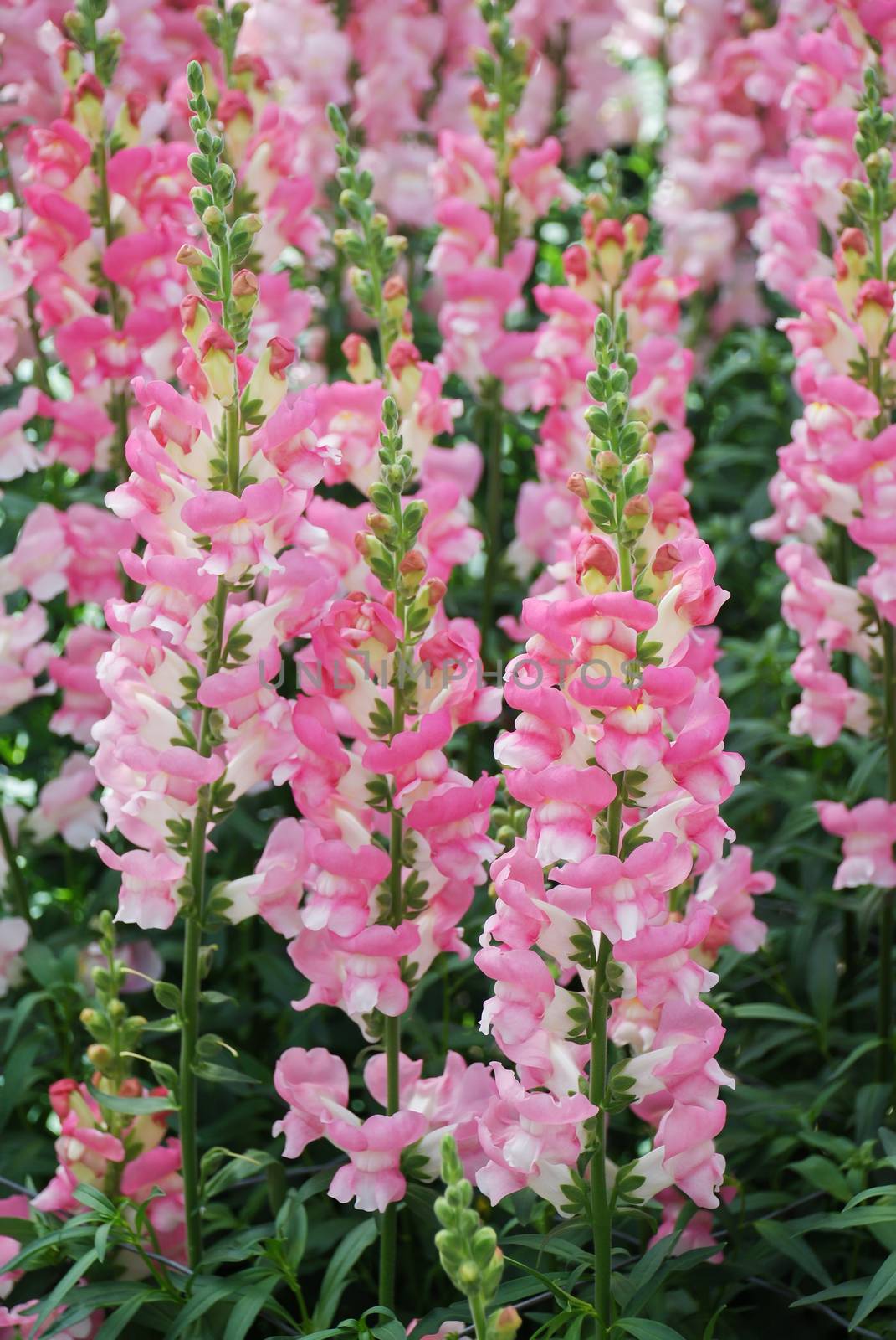 colorful Snap dragon (Antirrhinum majus) blooming in garden back by yuiyuize