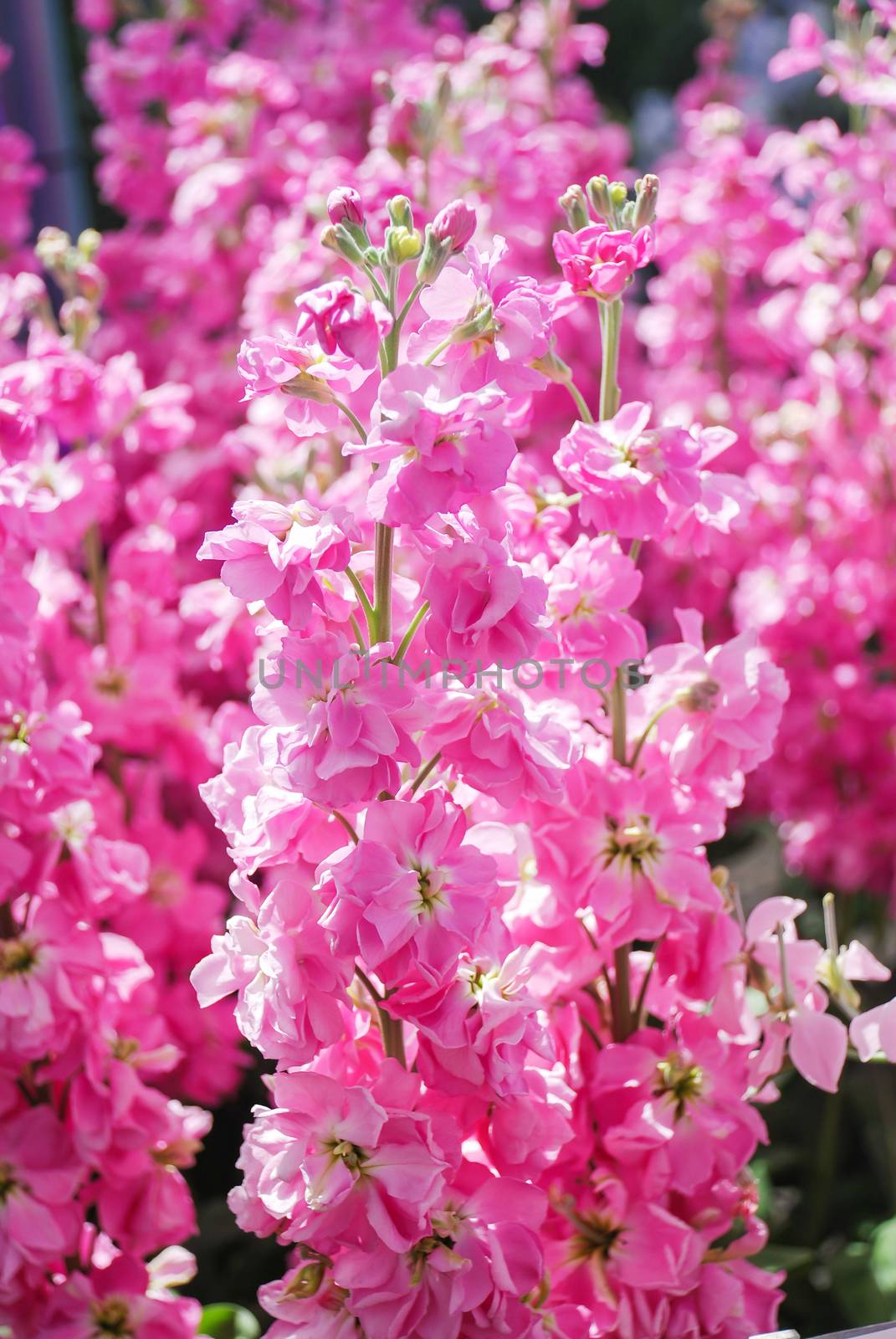 Matthiola incana flower, stock flowers, cut flowers in nursery, full bloom. Pink matthiola