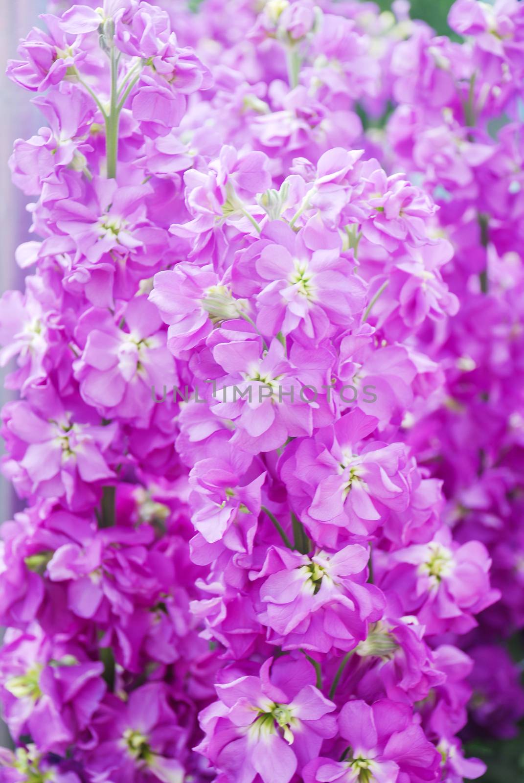 Matthiola incana flower, stock flowers, cut flowers in nursery, full bloom. Purple matthiola