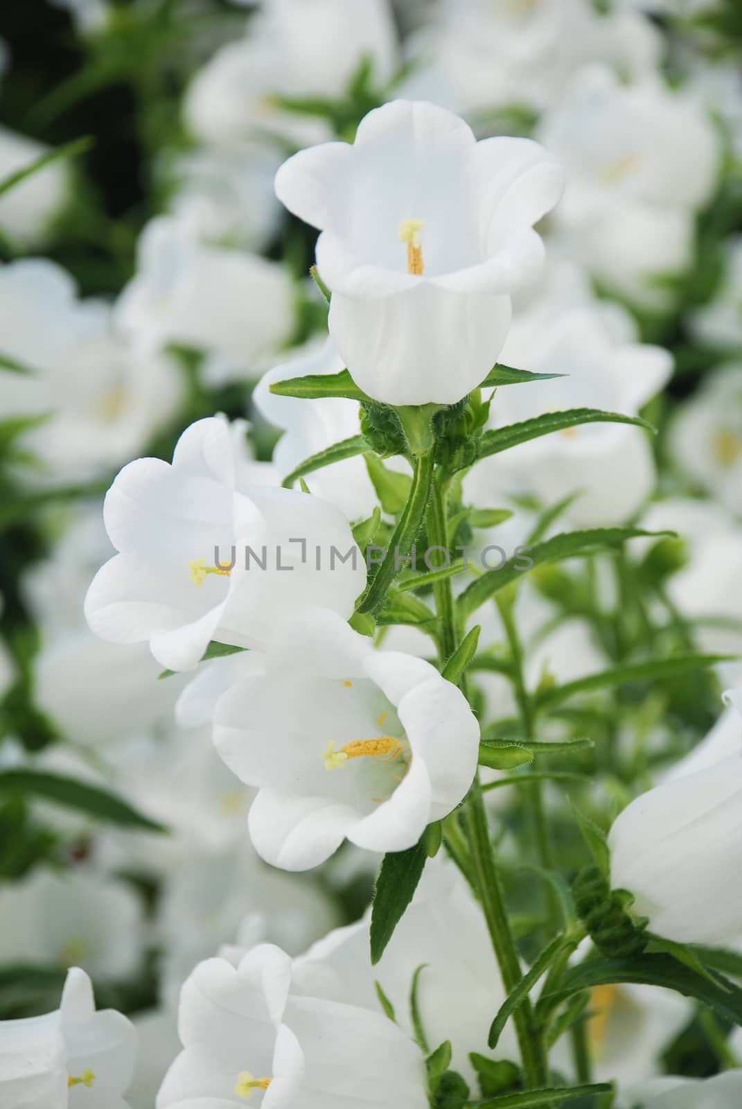 White Campanula flowers. Campanula Portenschlagiana by yuiyuize