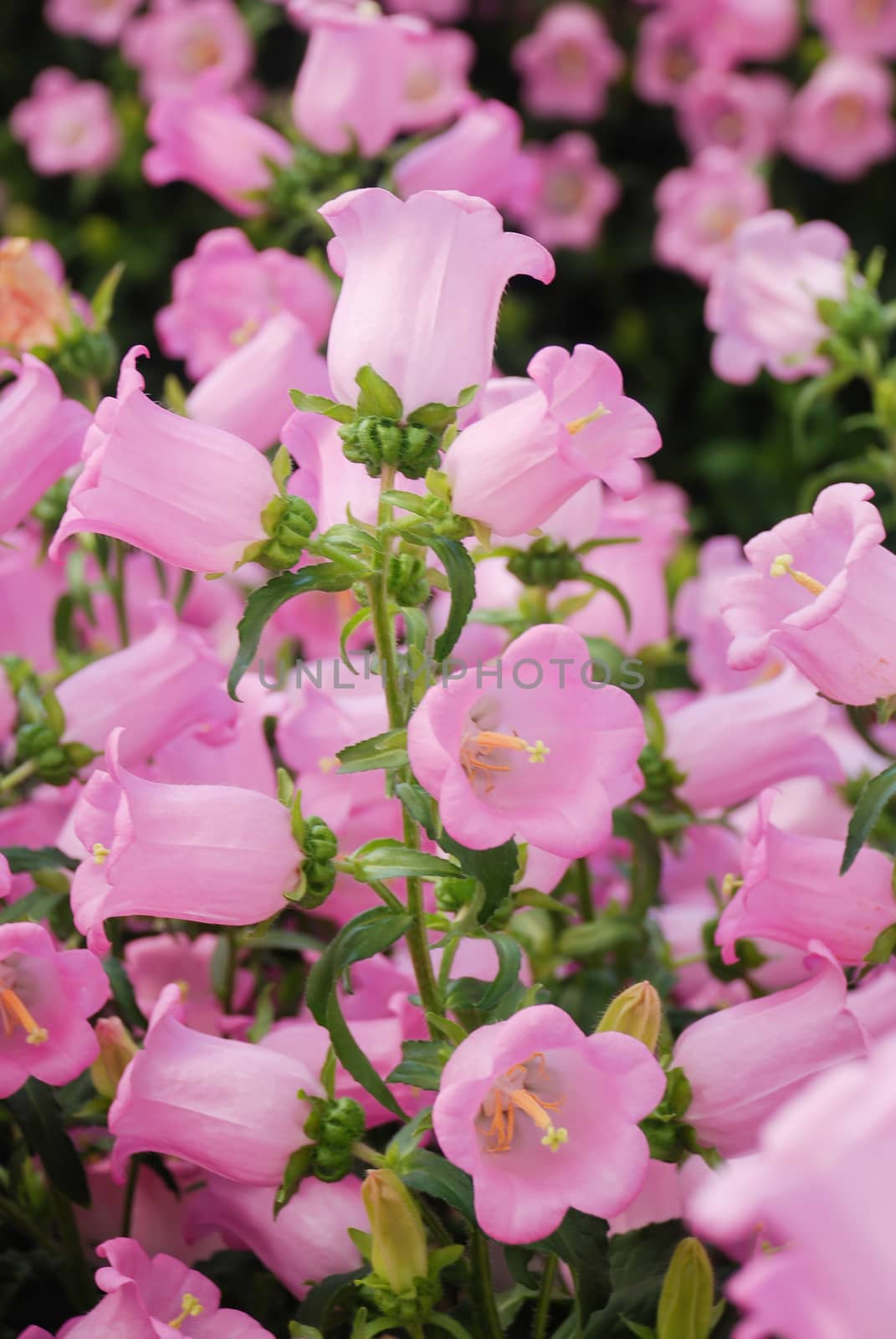 Pink Campanula flowers. Campanula Portenschlagiana by yuiyuize