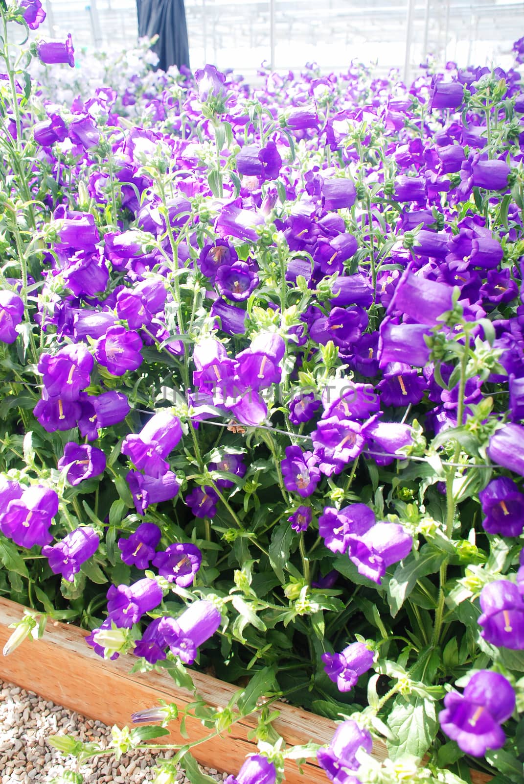Purple Campanula flowers bedding. Macro of flowers Campanula Portenschlagiana