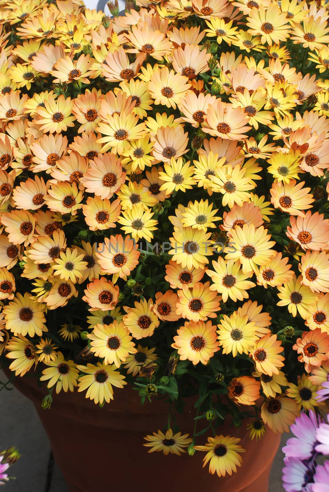 Orange osteospermum or dimorphotheca flowers in the flowerbed, orange flowers.