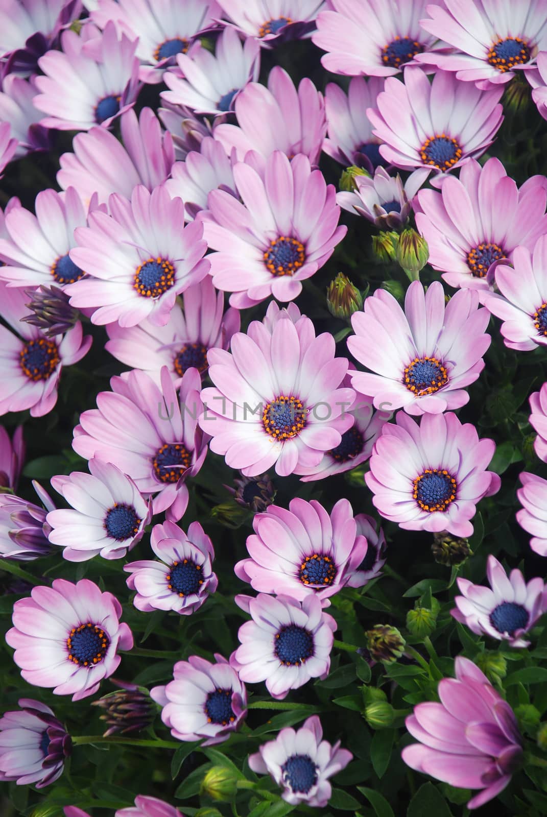 Light purple osteospermum or dimorphotheca flowers in the flowerbed, purple flowers.