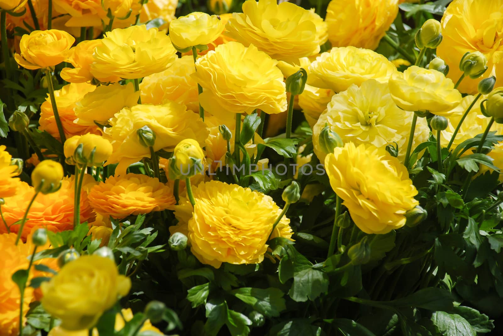 Yellow Rananculus flora. A blossomed flower with detailed petals shot, potted plant 