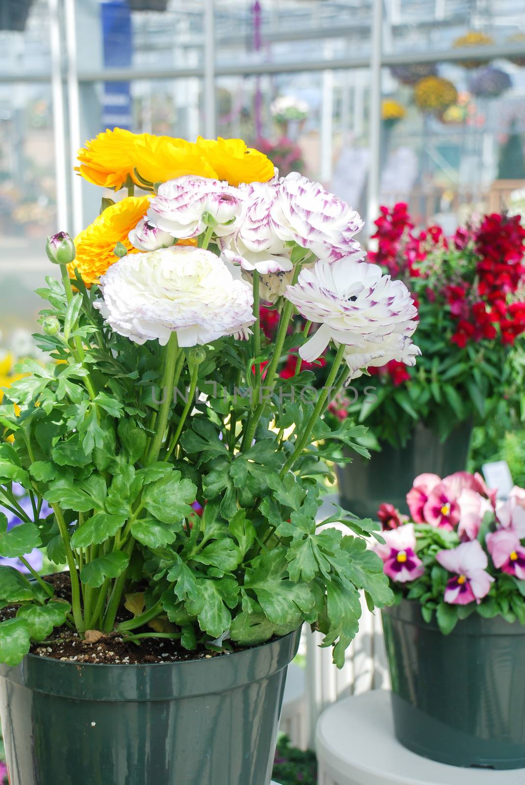 White and Yellow Rananculus flora. A blossomed flower with detailed petals shot, potted plant 