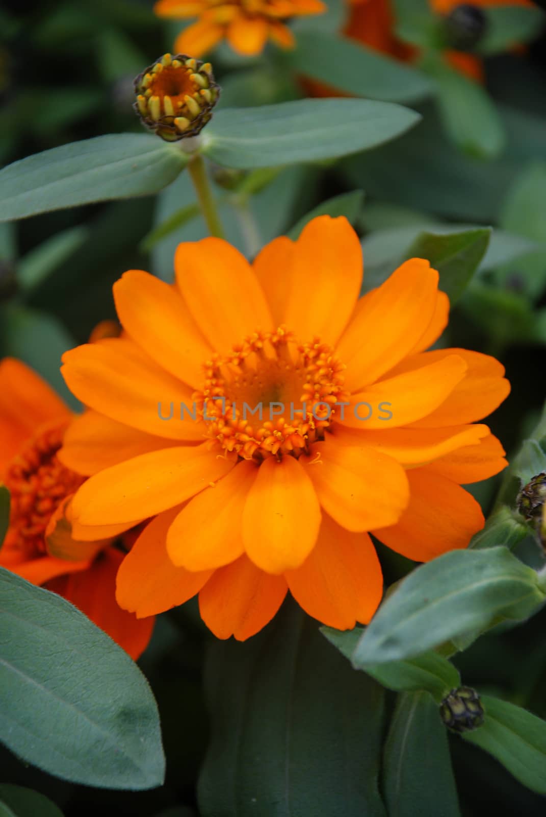 Mini Zinnia growing in a pot with a shallow focus, dwarf zinnia  by yuiyuize