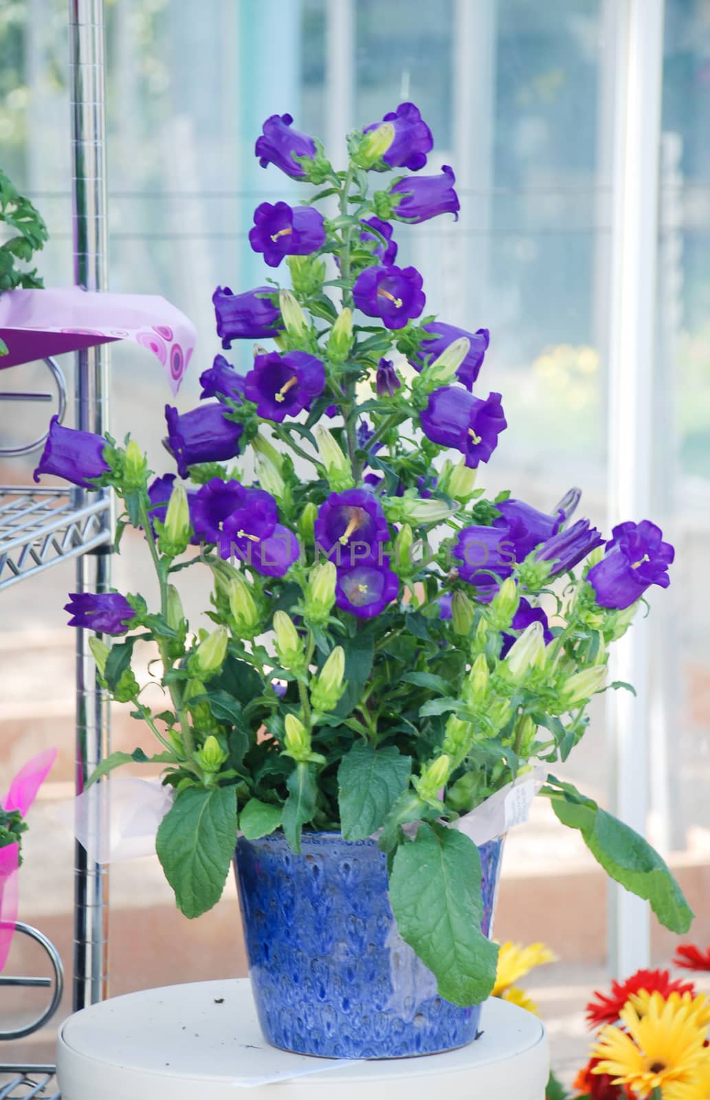 Purple Campanula flowers. Macro of flowers Campanula Portenschlagiana in blue potted.