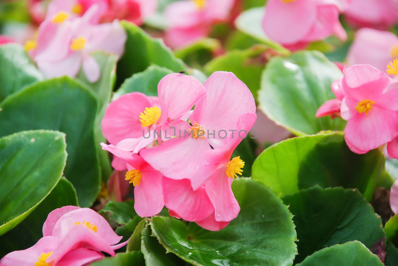 Pink Begonias,semperflorens begonias,in the garden, potted begonia