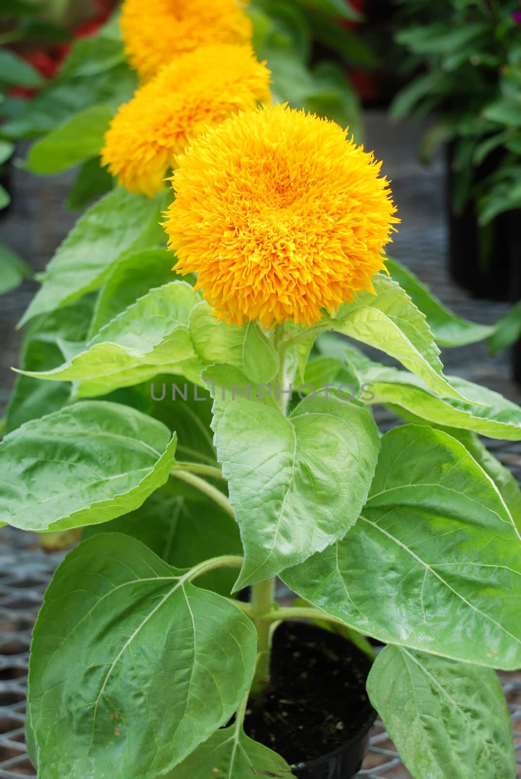 Helianthus annuus, small and potted sunflowers. dwarf helianthus, small flower size