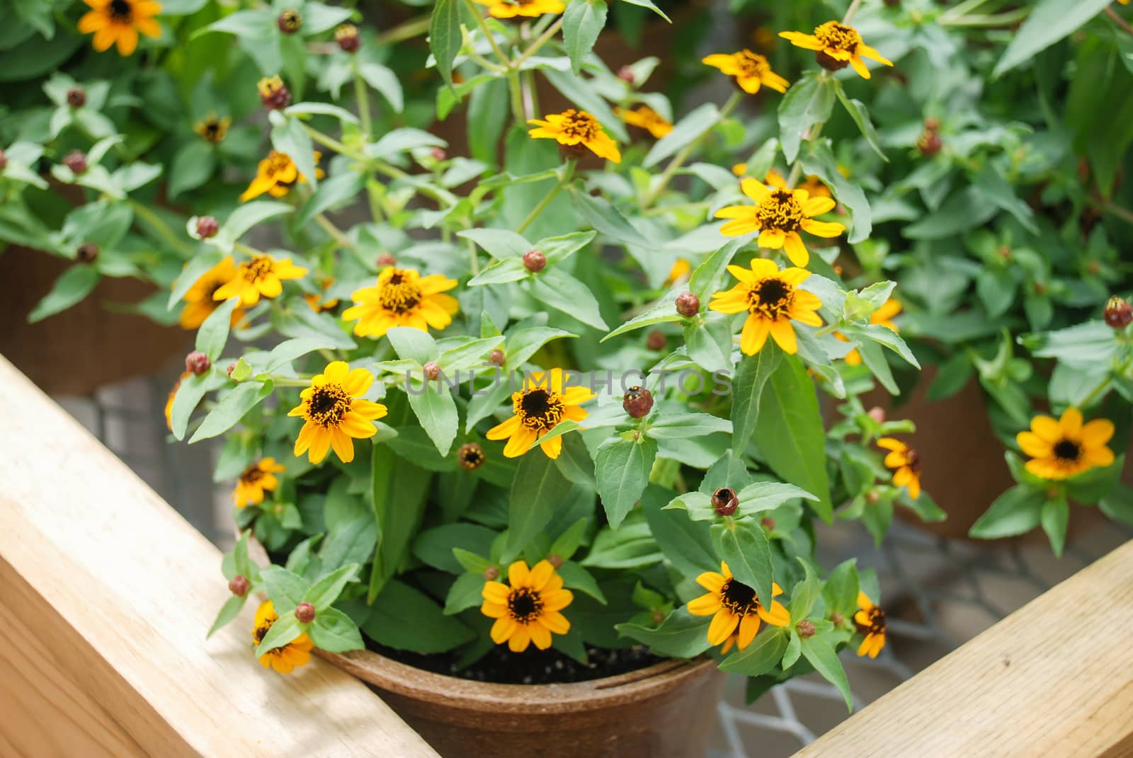 Mini Zinnia growing in a pot with a shallow focus, dwarf zinnia flowers