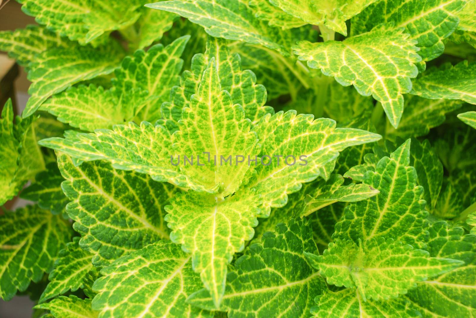 Green leaves of the coleus plant, Plectranthus scutellarioides by yuiyuize