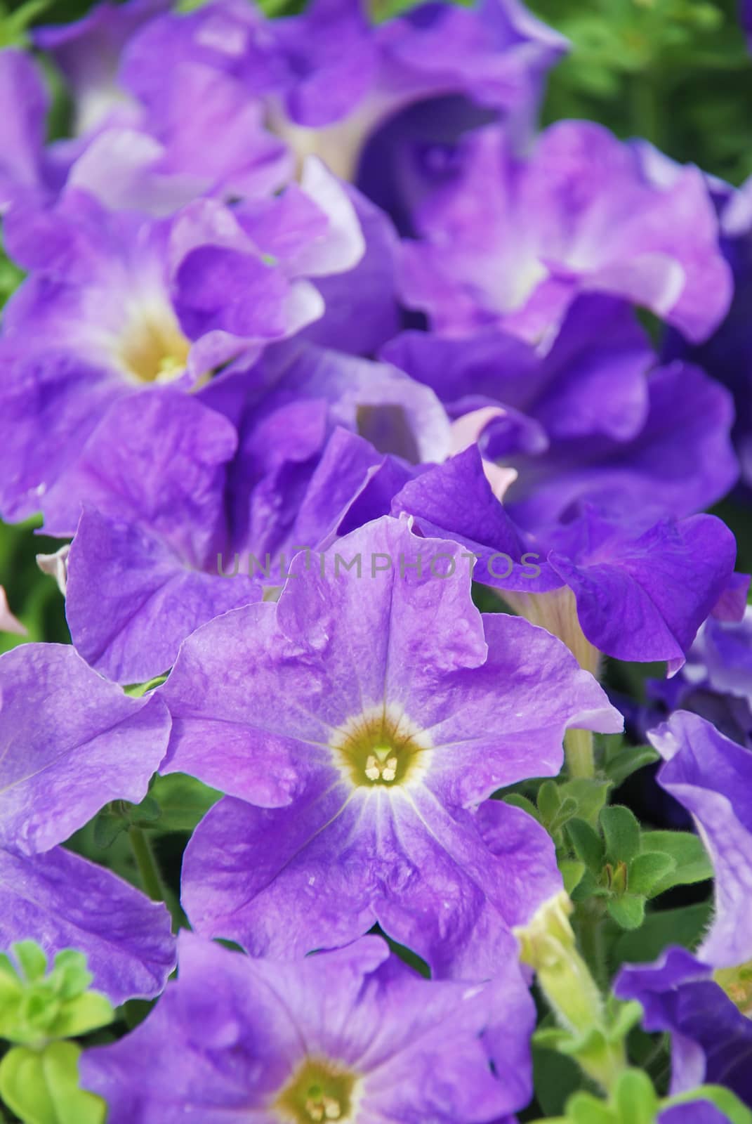 Petunia ,Petunias in the tray,Petunia in the pot, Purple petunia 