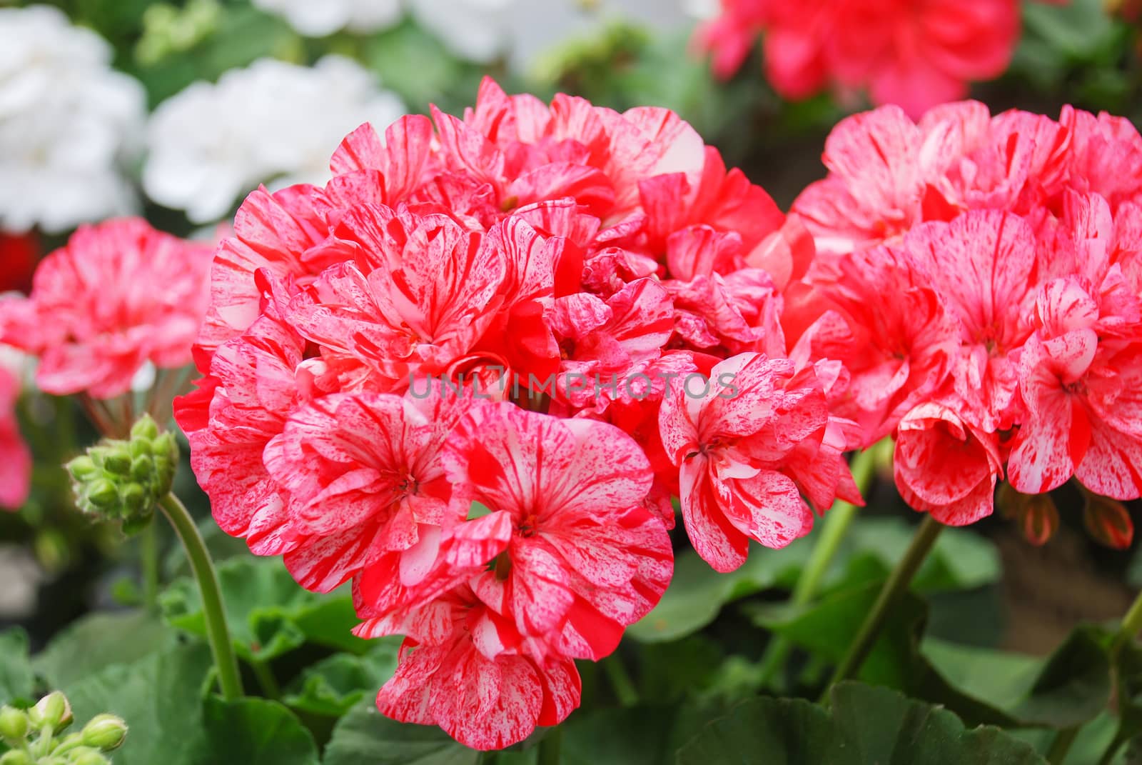 Pelargonium - Geranium Flowers showing their lovely petal Detail in the garden with a green background